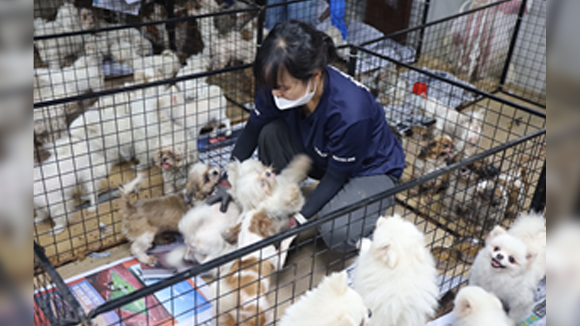“배 갈라 새끼 꺼내고 어미犬 사체는 냉동”.. ‘허가’ 번식장의 충격적 민낯