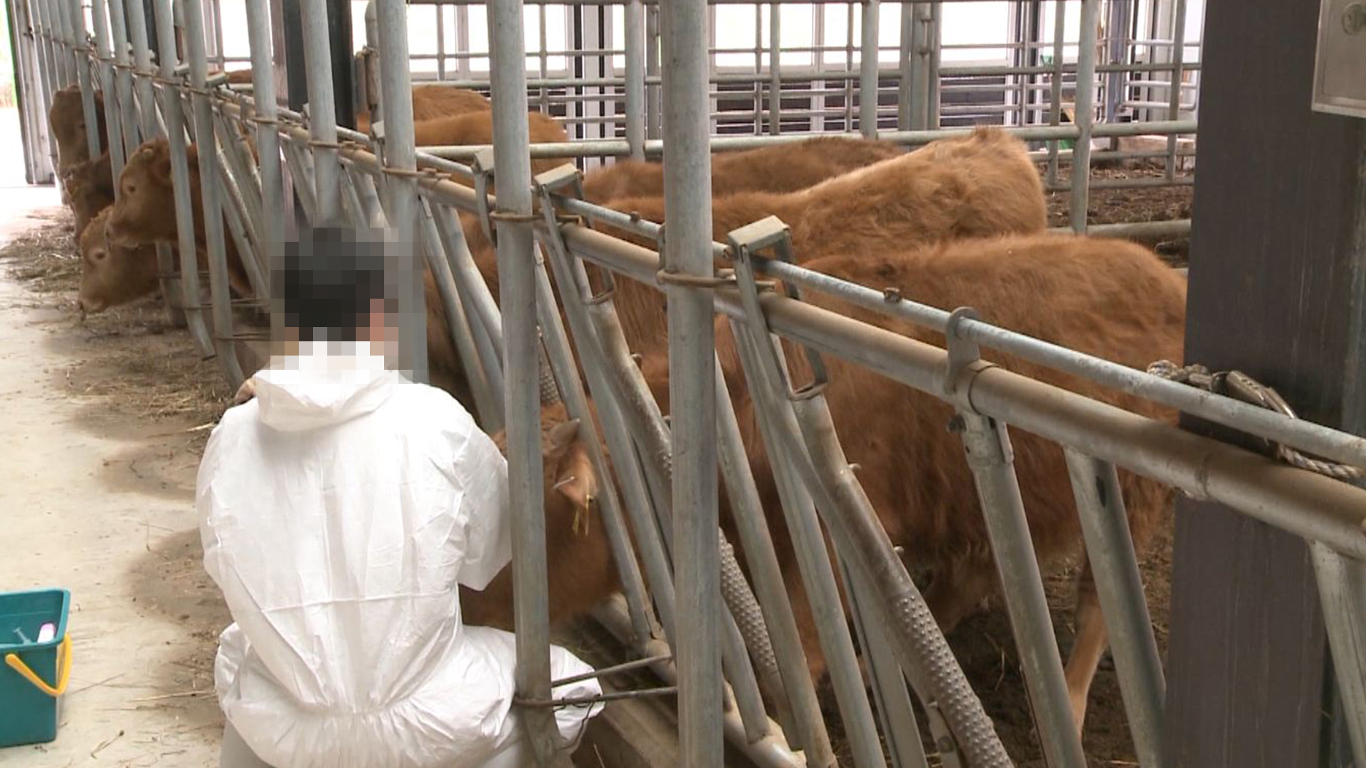 럼피스킨병 긴급 백신 접종..도내 1만 곳 농가로 확대