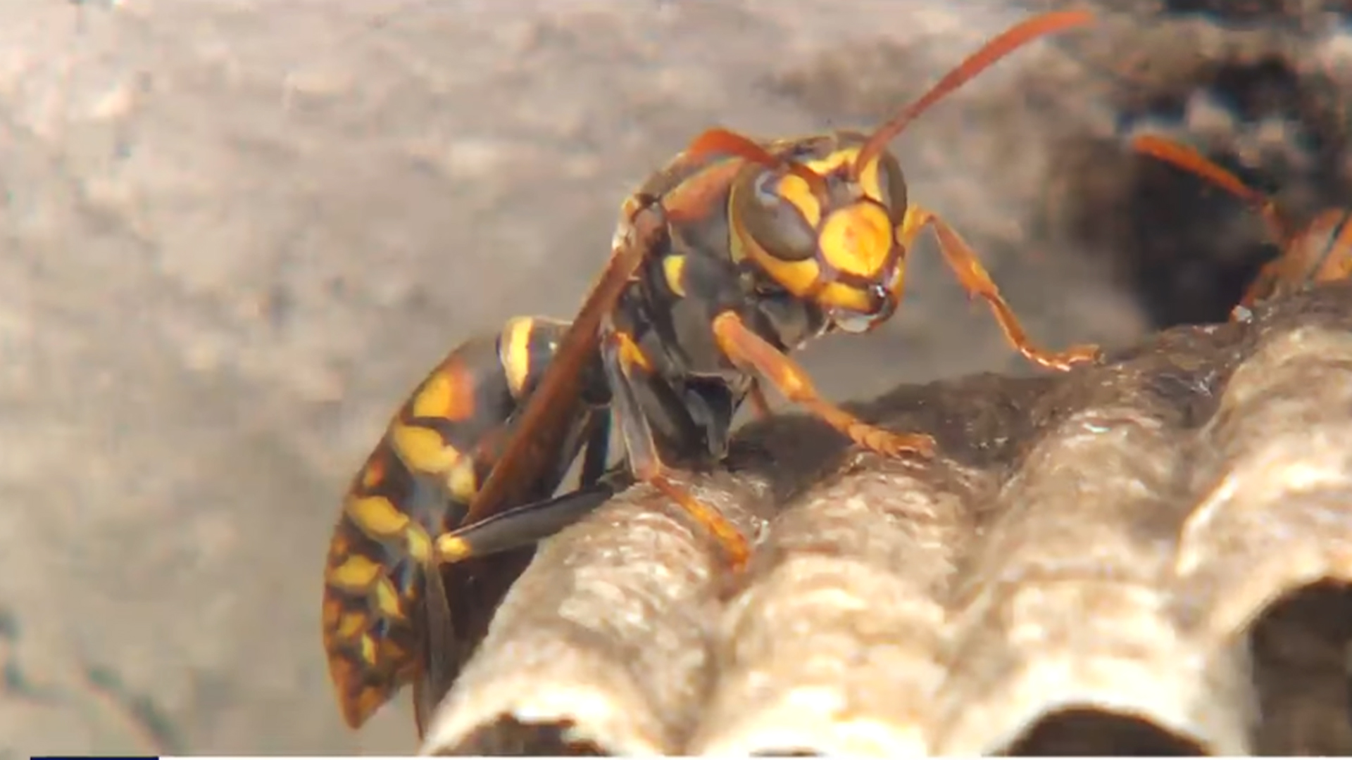 벌에 쏘인 60대 등산객 숨져.. 