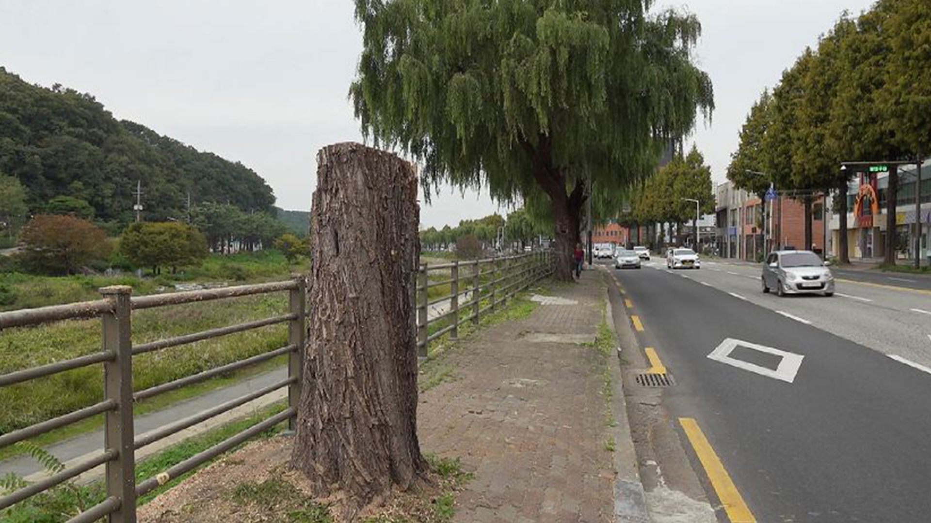 'D등급' 천변 가로수 베어내..