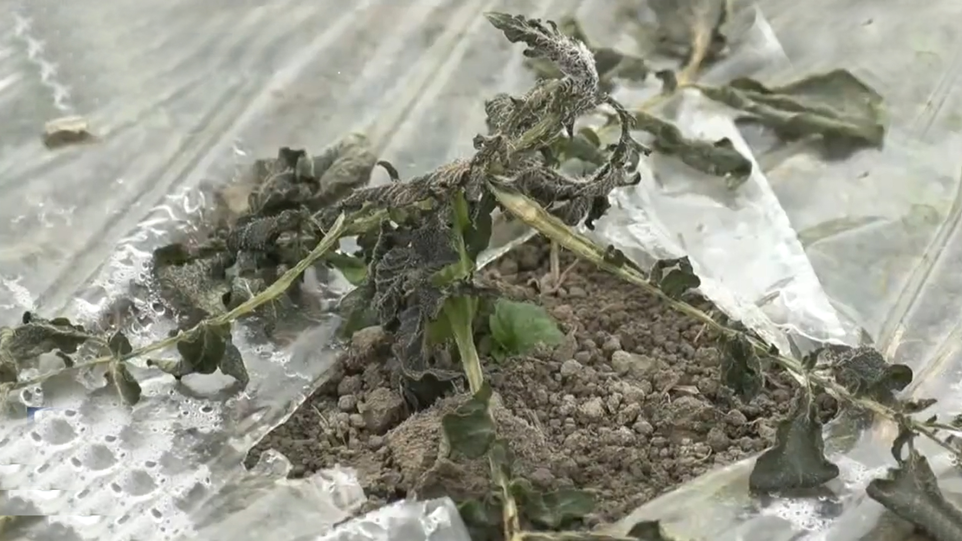 11월까지 농작물 재해보험 가입 접수