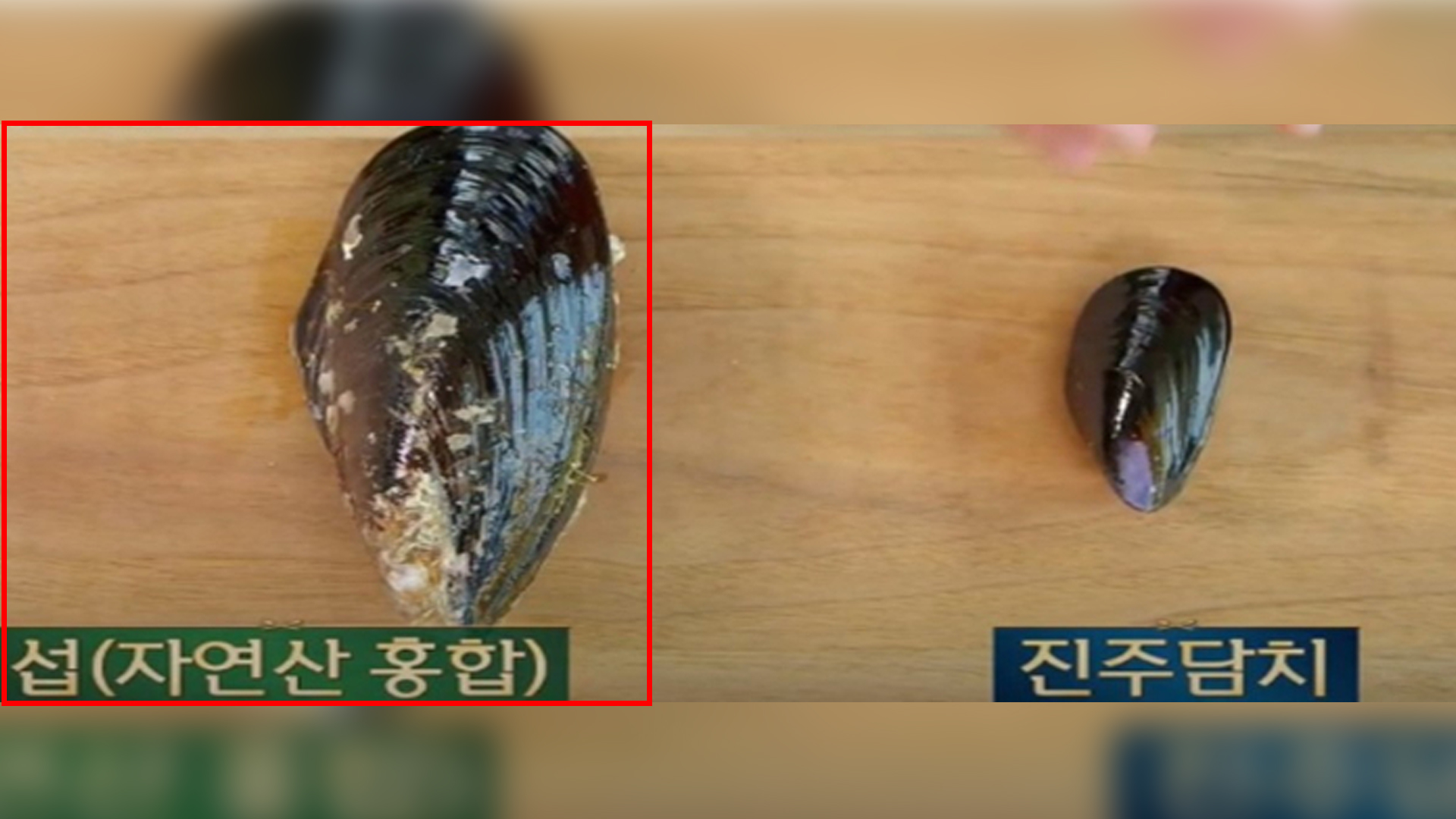 군산시, 토종홍합 '참담치' 치패 해양 방류