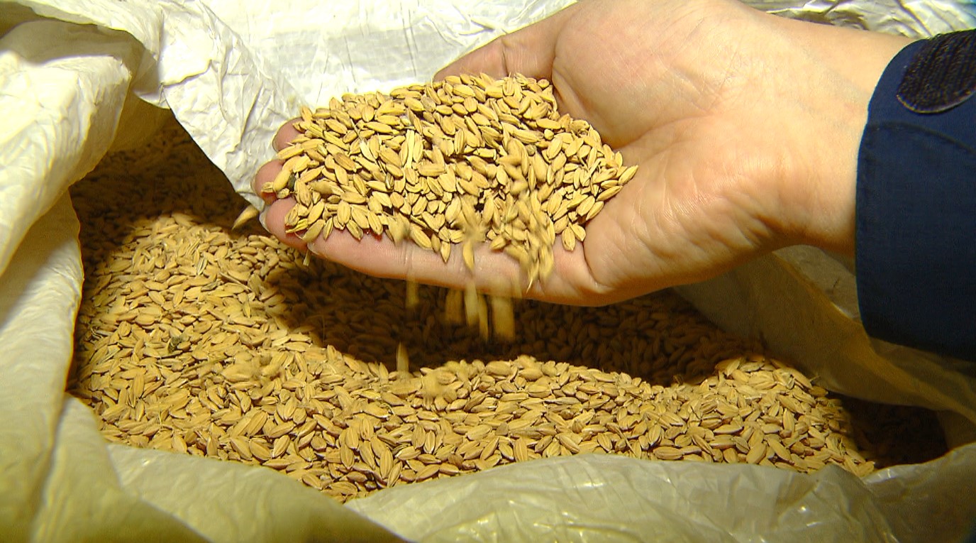 외국쌀 국산 둔갑·혼합 행위, 연말까지 단속