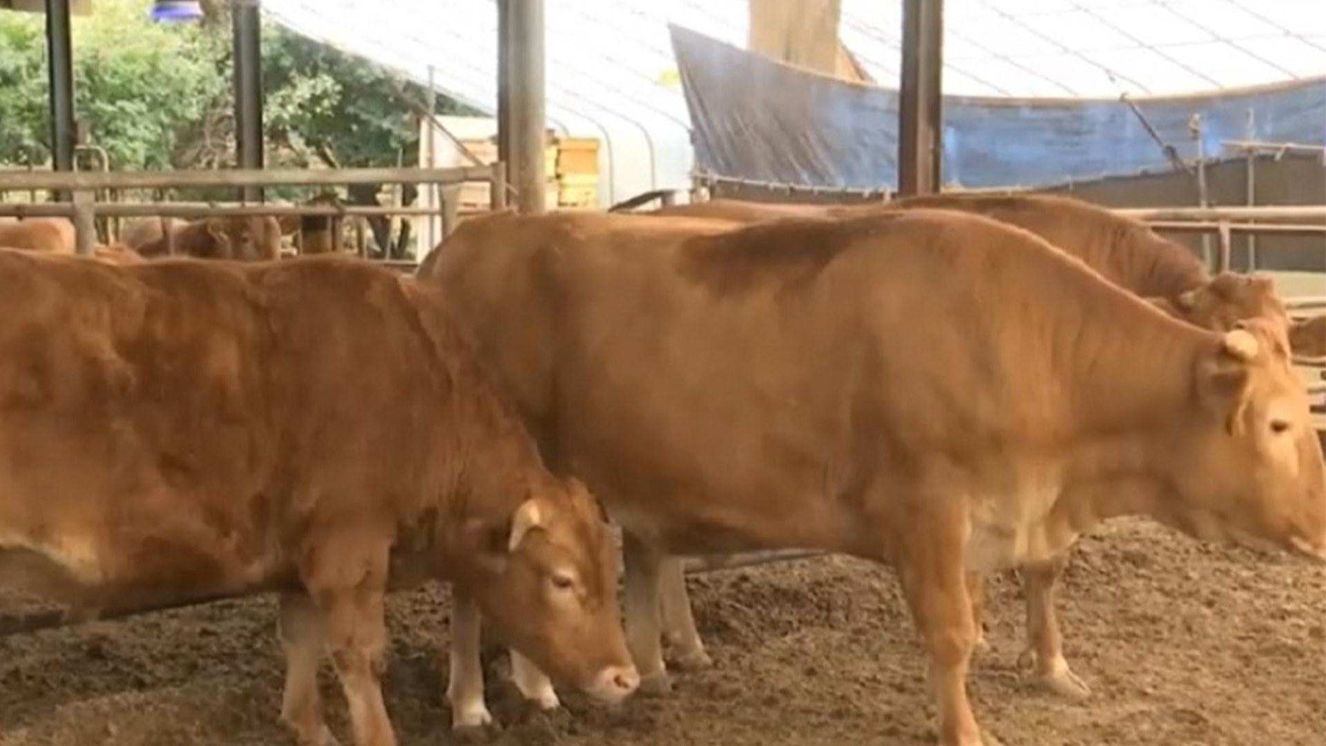 고창에서 또 럼피스킨 발병.. 38마리 살처분