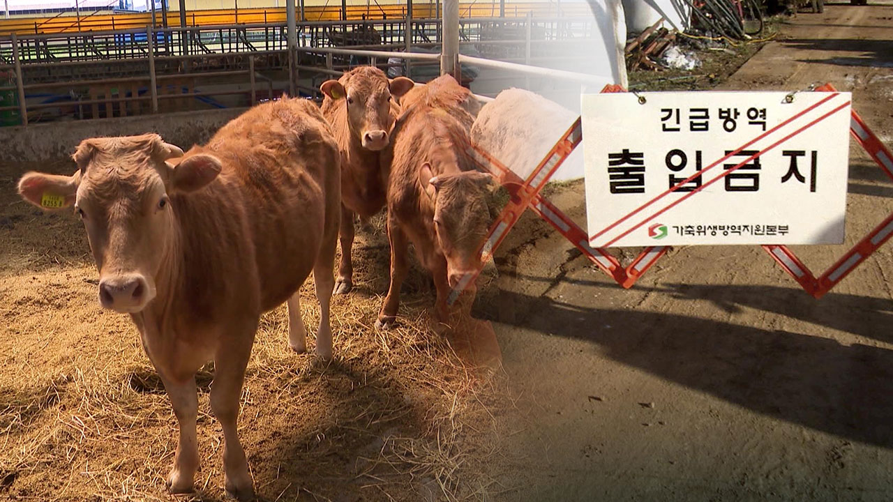 전북 한우농가 2곳서 럼피스킨병.. 
