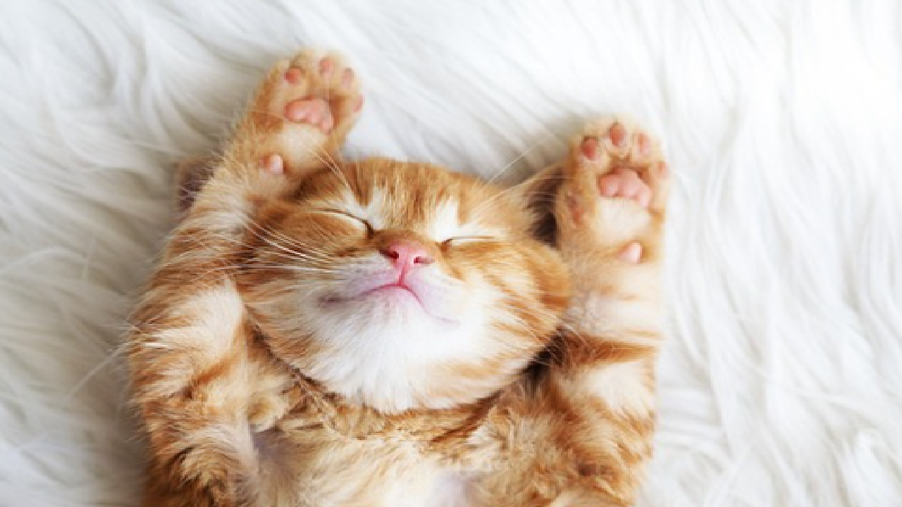 유기묘 20여 마리 죽인 20대.. 