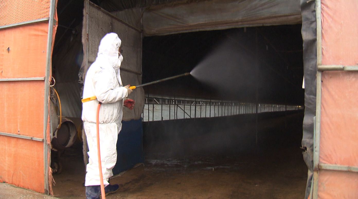 전북 김제 부량 육용오리 농장에서 H5형 AI 검출