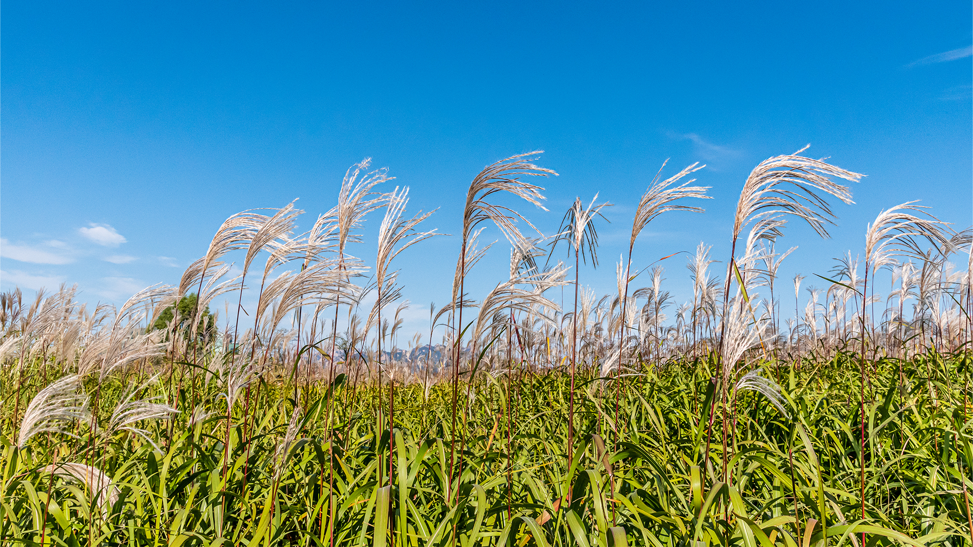 [전북날씨] 낮 기온 11~13도 포근..내일 오후부터 비