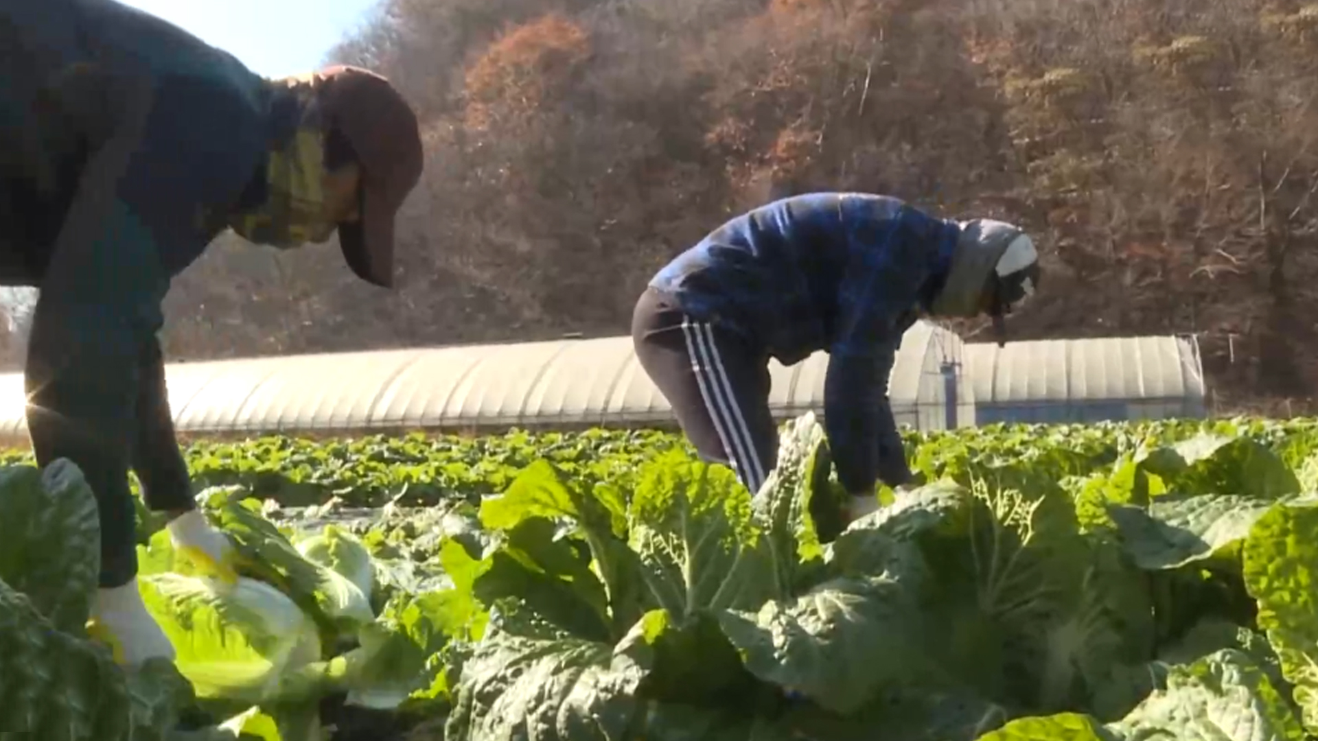 내년 농업분야 외국인 6만 명 배치.. 