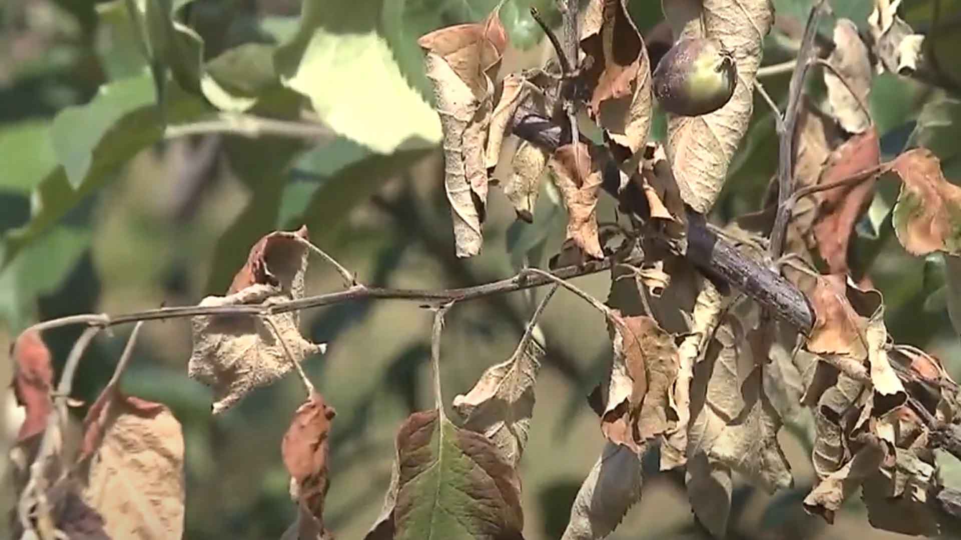 농진청, 무주 등 '과수화상병' 발병지역 전담 관리
