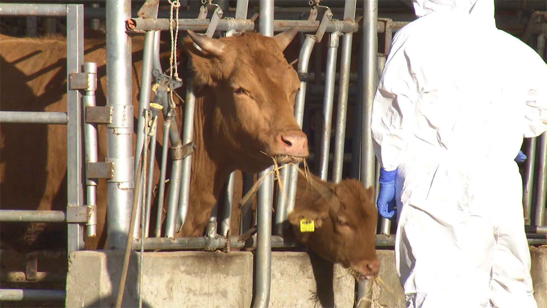 “럼피스킨 살처분 소 90%가 고통사”.. 동물자유연대 대책 촉구