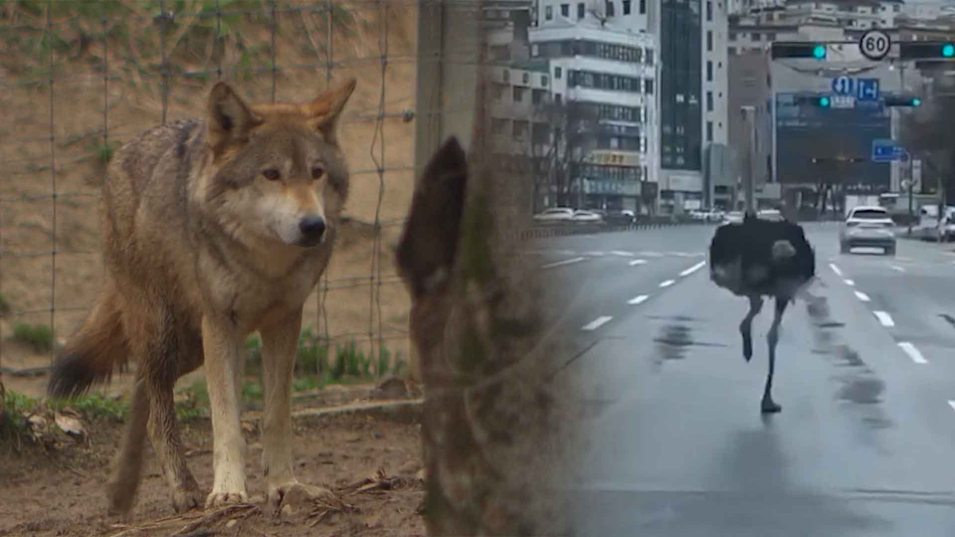 잇따른 '동물 탈출’.. 동물원, ‘보호기관'으로 거듭나야