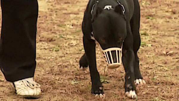 맹견 제압 위해 경찰이 쏜 총.. 행인이 맞았는데 책임은