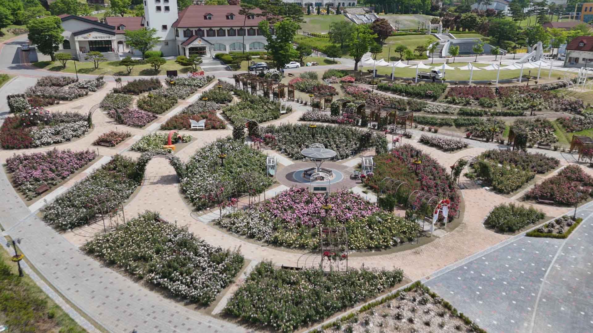 임실 치즈테마파크 '2만 송이 장미꽃' 만개