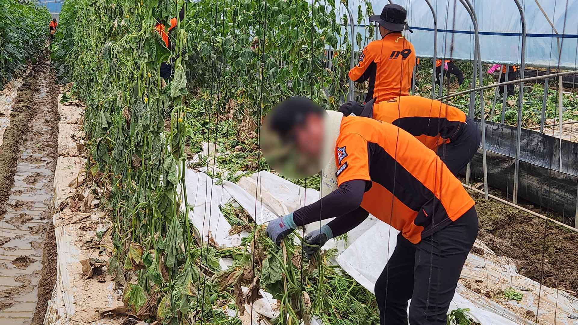 평균 148.9mm 비 내린 전북..축구장 2천여 개 규모 농작물 피해 발생