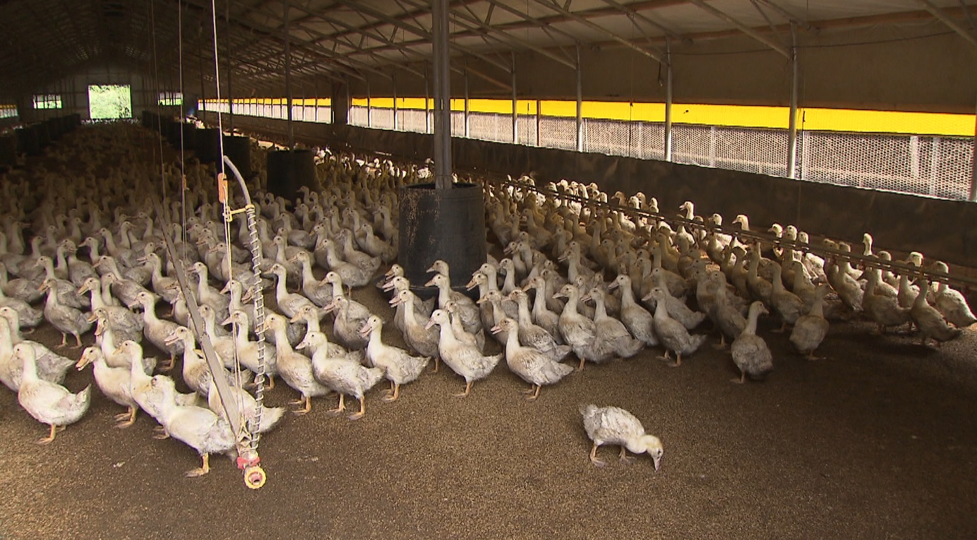 부안 육용오리 농장에서 조류인플루.. 확산세 지속