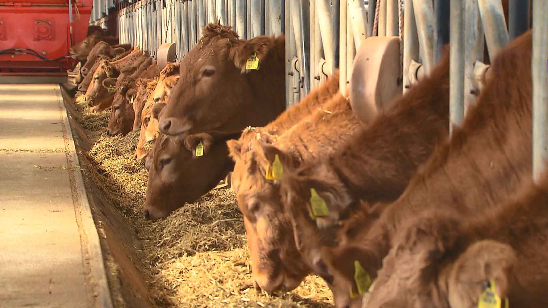 전북산 한우 3만 2천 두 유전자 분석.. 