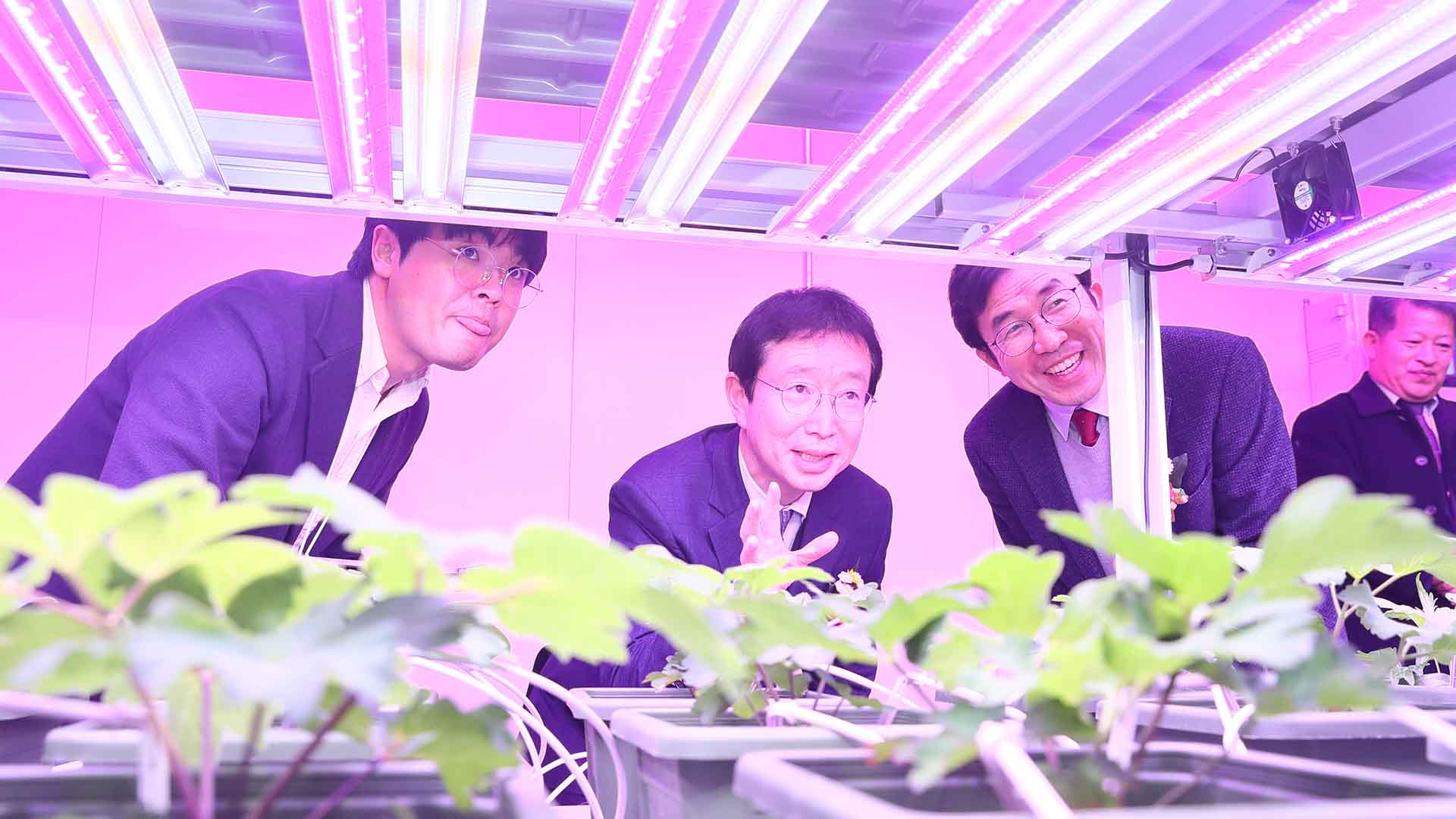 농진청, 스마트팜에서 특용작물 표준화 재배 연구