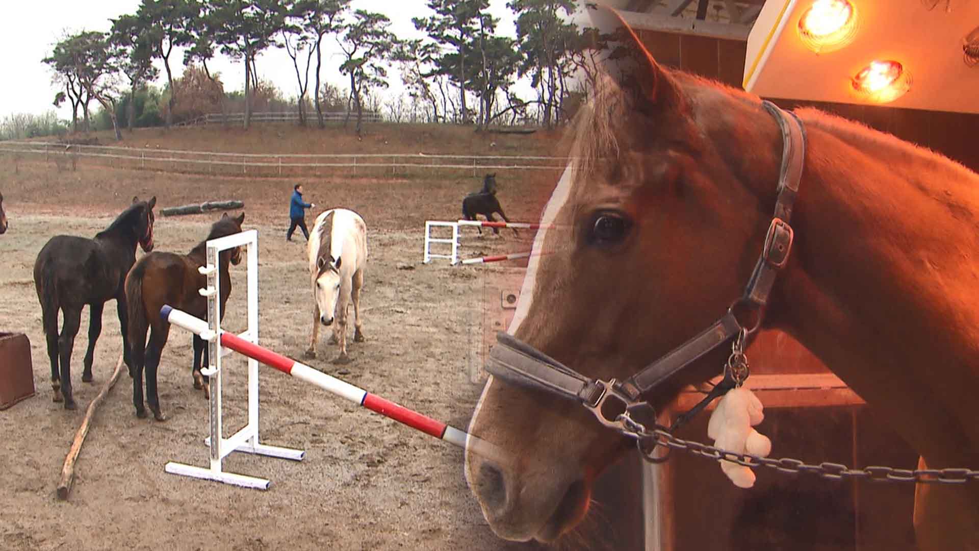 탄력 잃는 말산업, 