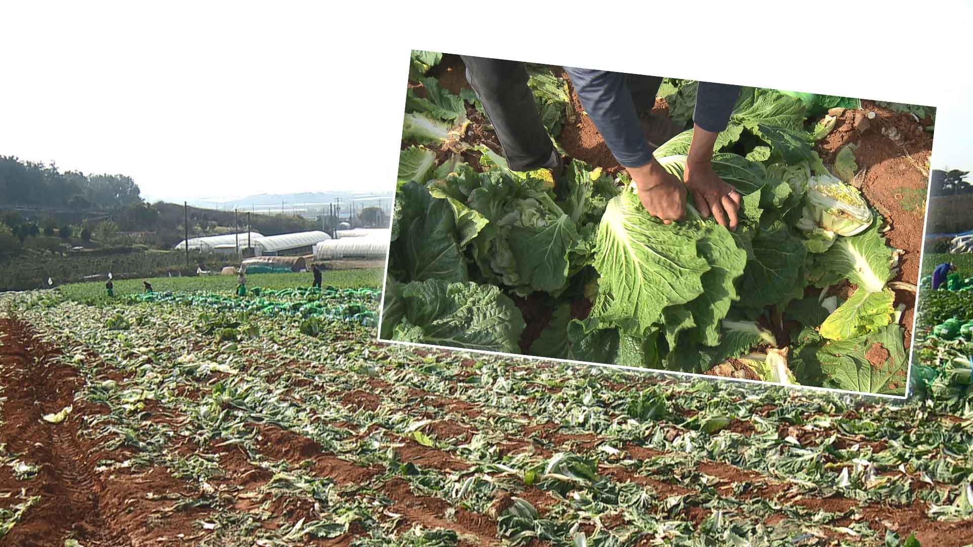 배추·무 가격 상승 지속.. 김장철보다 40% 올라