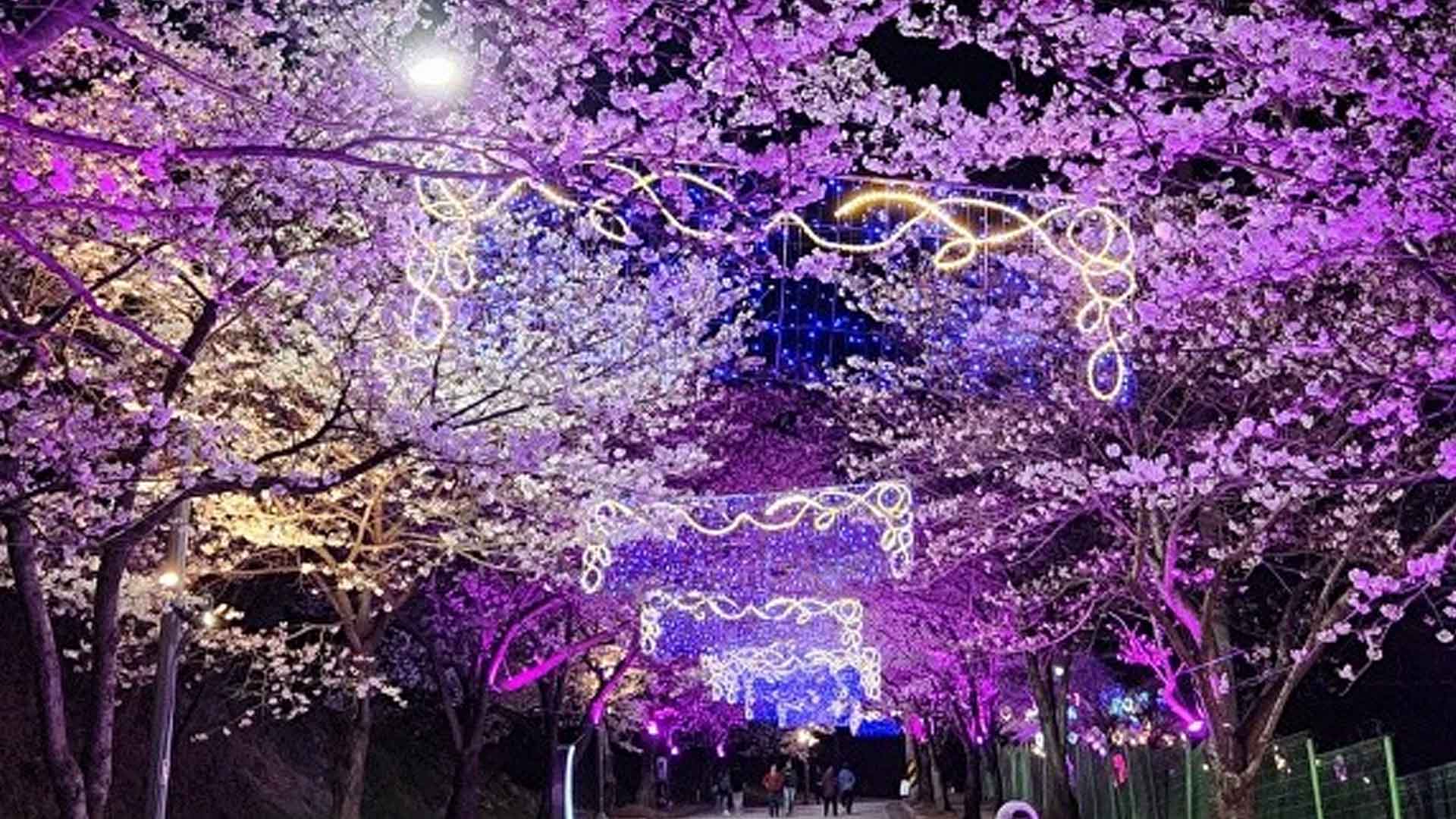 '기다렸나, 봄'.. 고창 벚꽃축제 4월 4일 개막