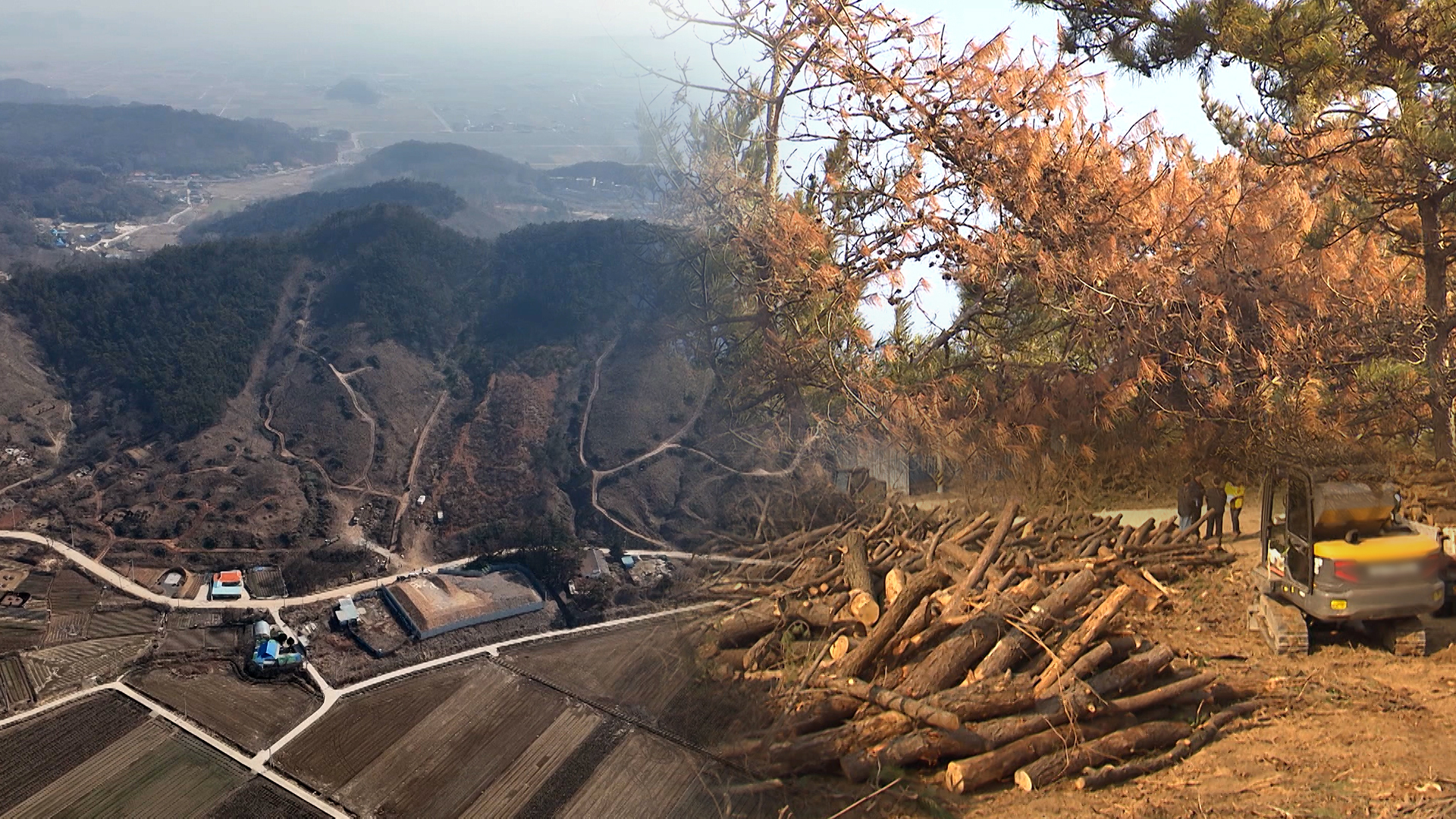 붉게 말라죽는 소나무들.. 전북도 재선충병 '대확산'