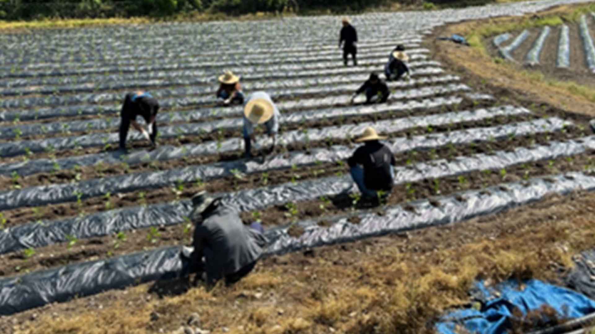 전주보호관찰소, 농번기 일손 지원 사회봉사 실시