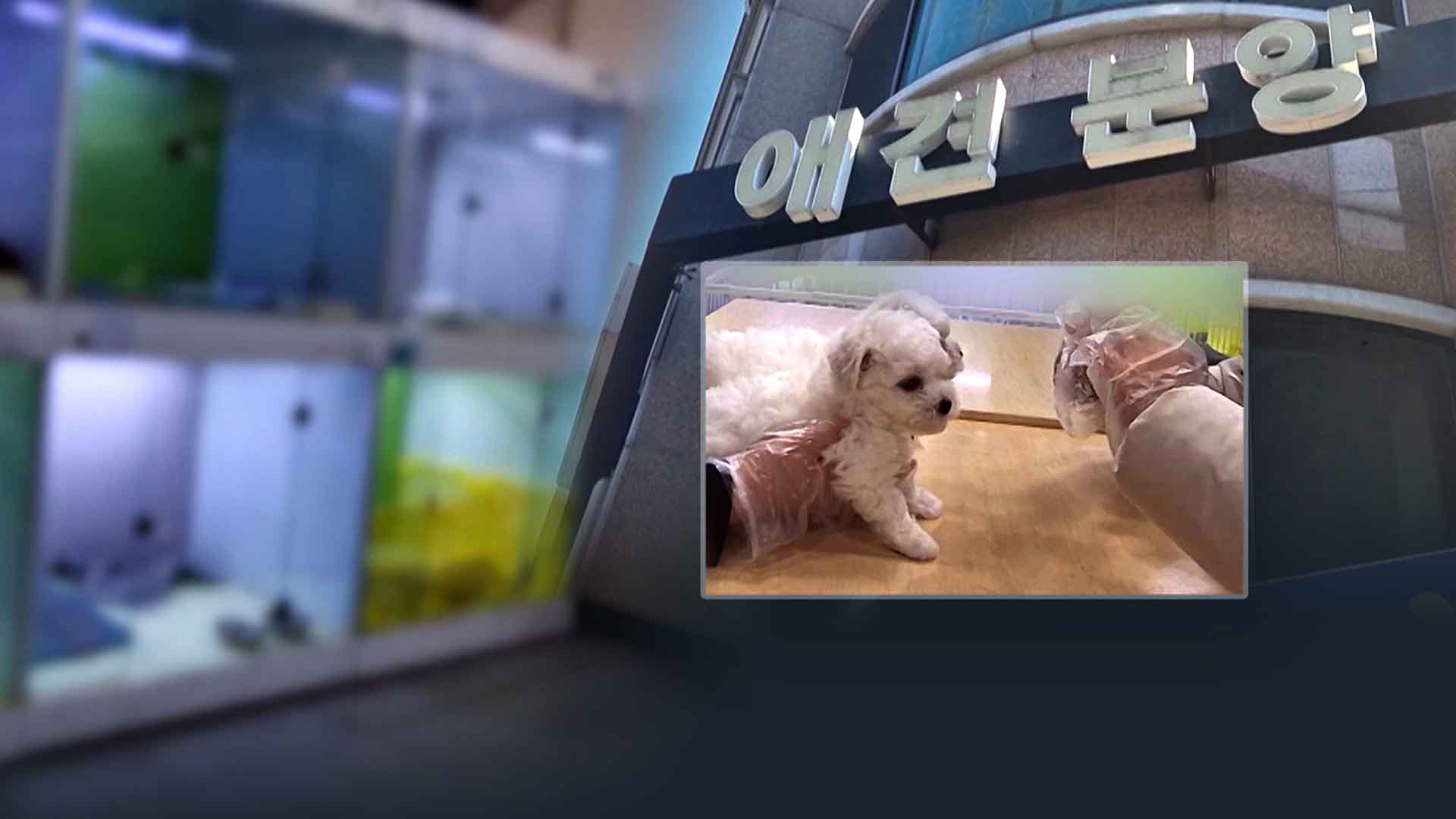 폐업 펫숍이 '보호소'? 입양 조건은 