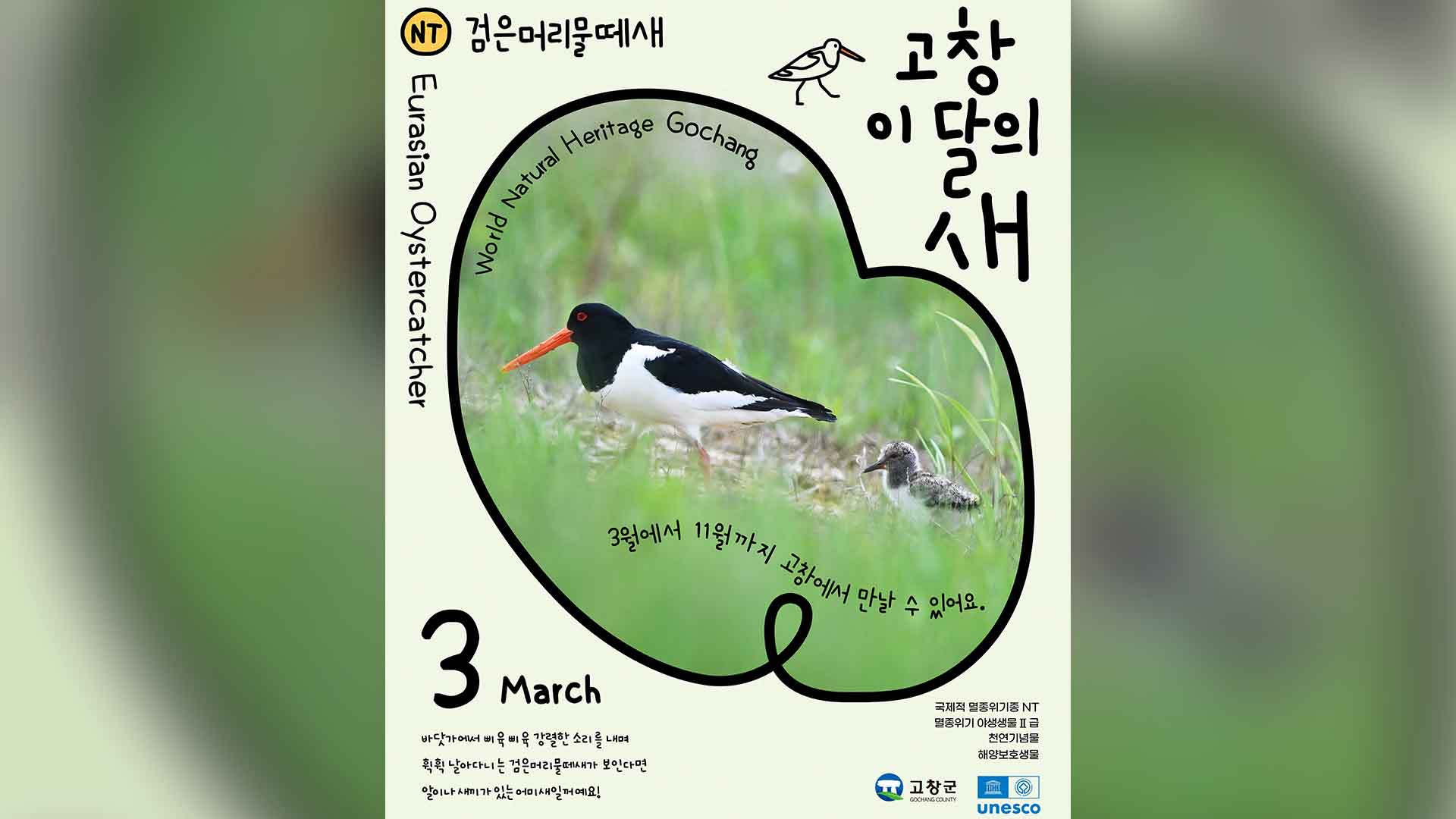 고창군, 멸종위기 철새 '검은머리물떼새' 이달의 새 선정