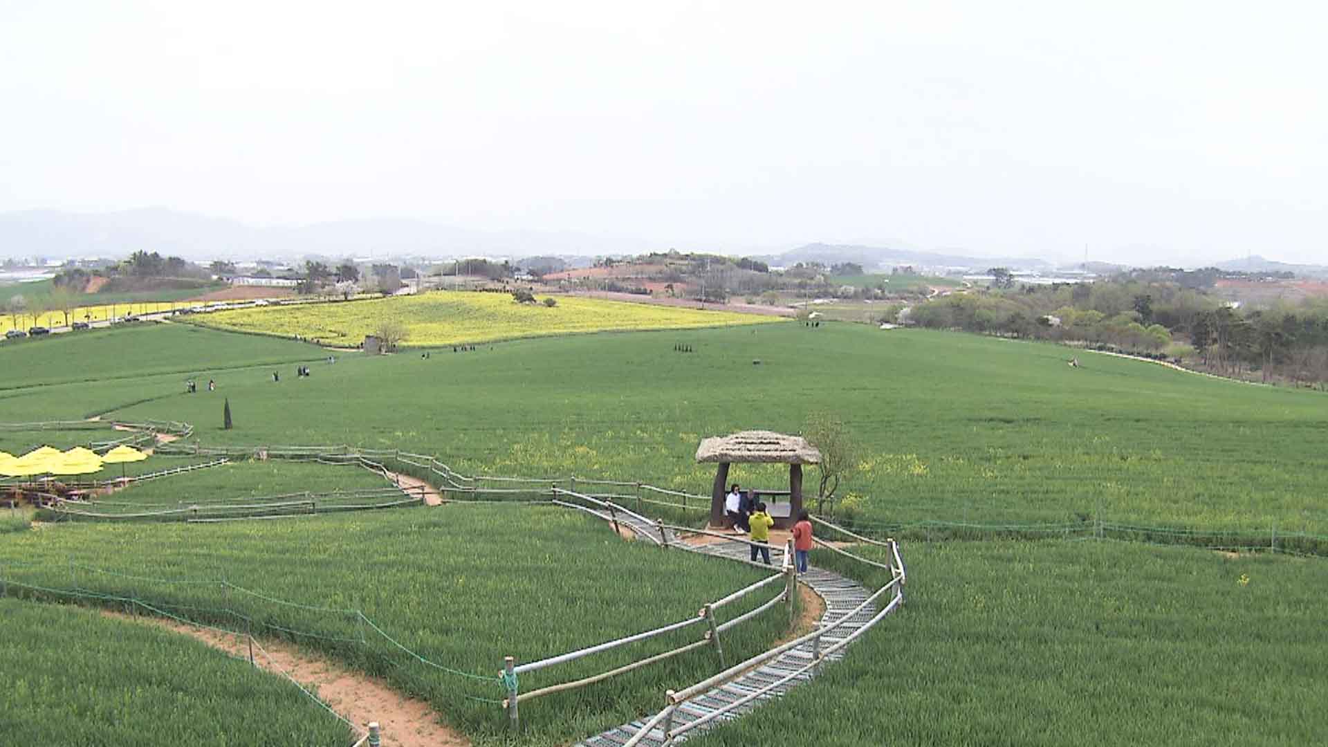 고창 청보리밭 축제.. 4월 19일 개막 [글로컬 전북]