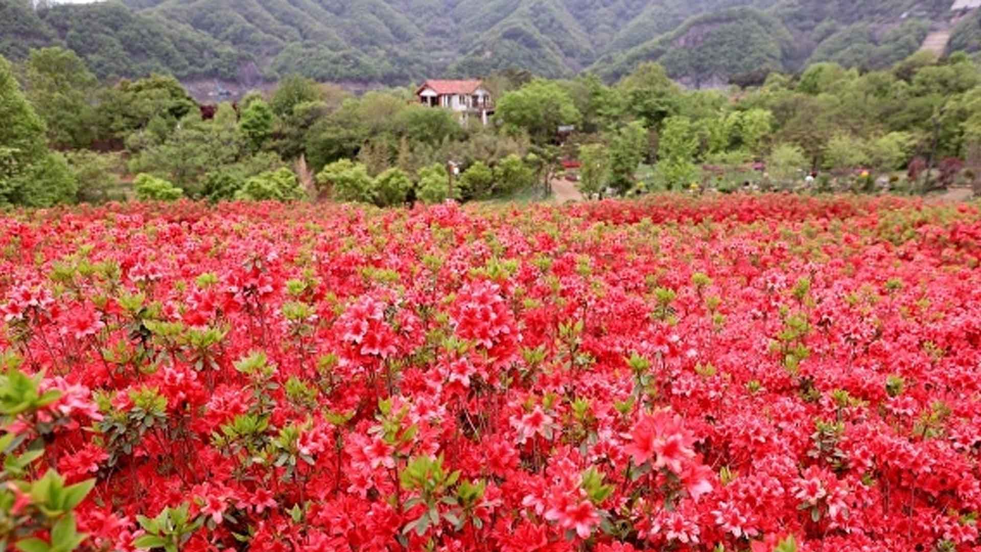 옥정호 벚꽃축제와 함께하는 자전거대회 개최