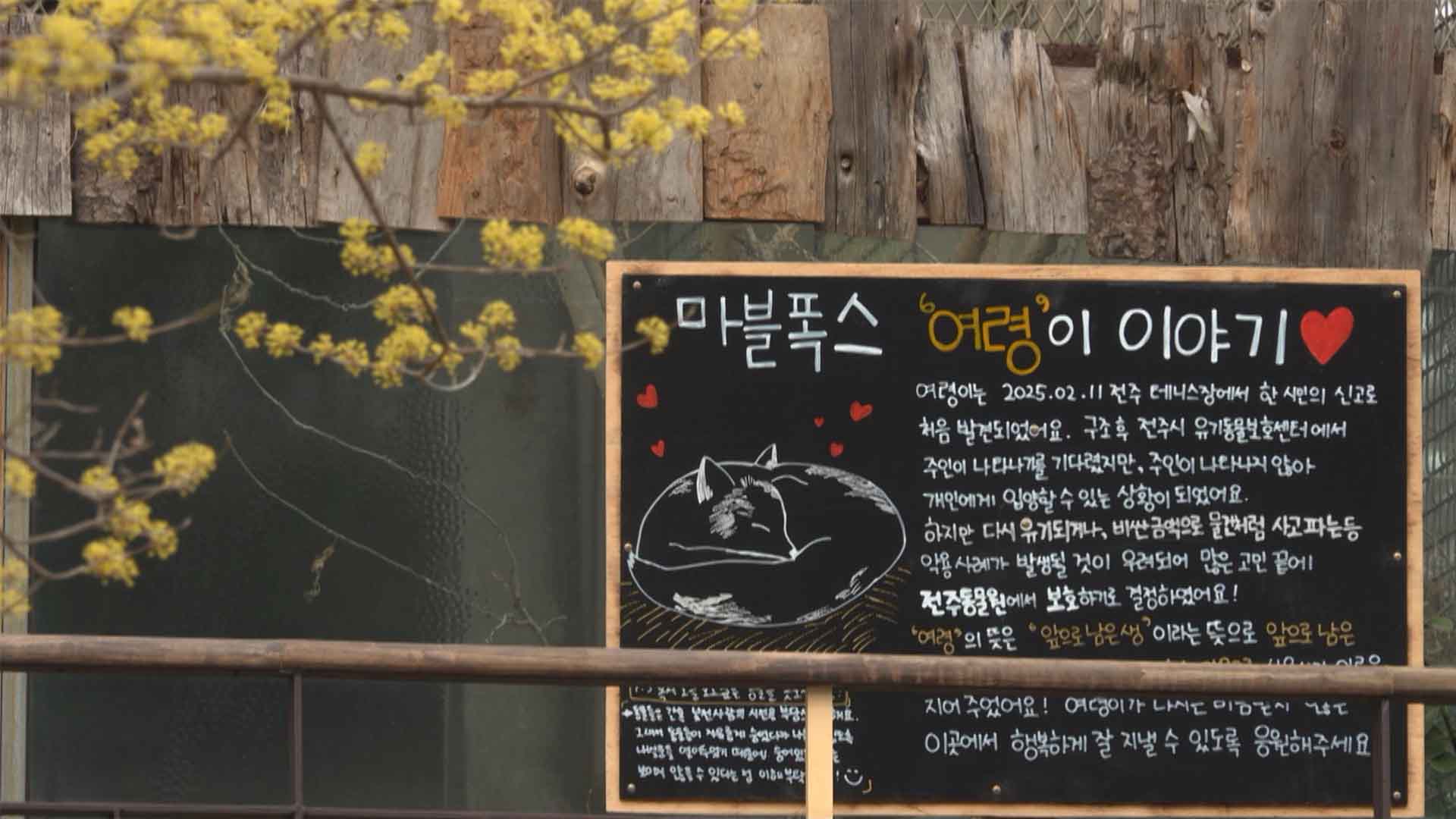 '유기' 여우가 '동물원'에? 동물원의 새로운 시도