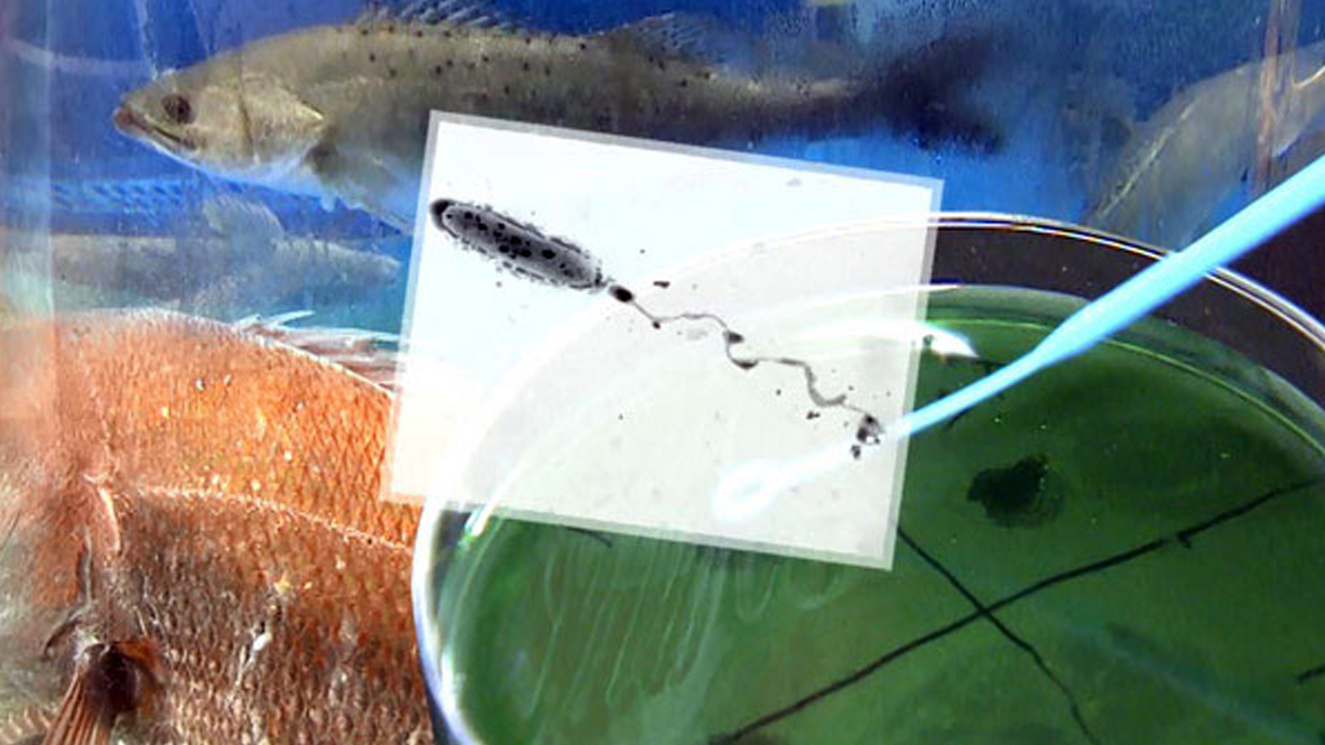 올해 첫 비브리오패혈증 환자 발생.. 어패류 충분히 익혀야