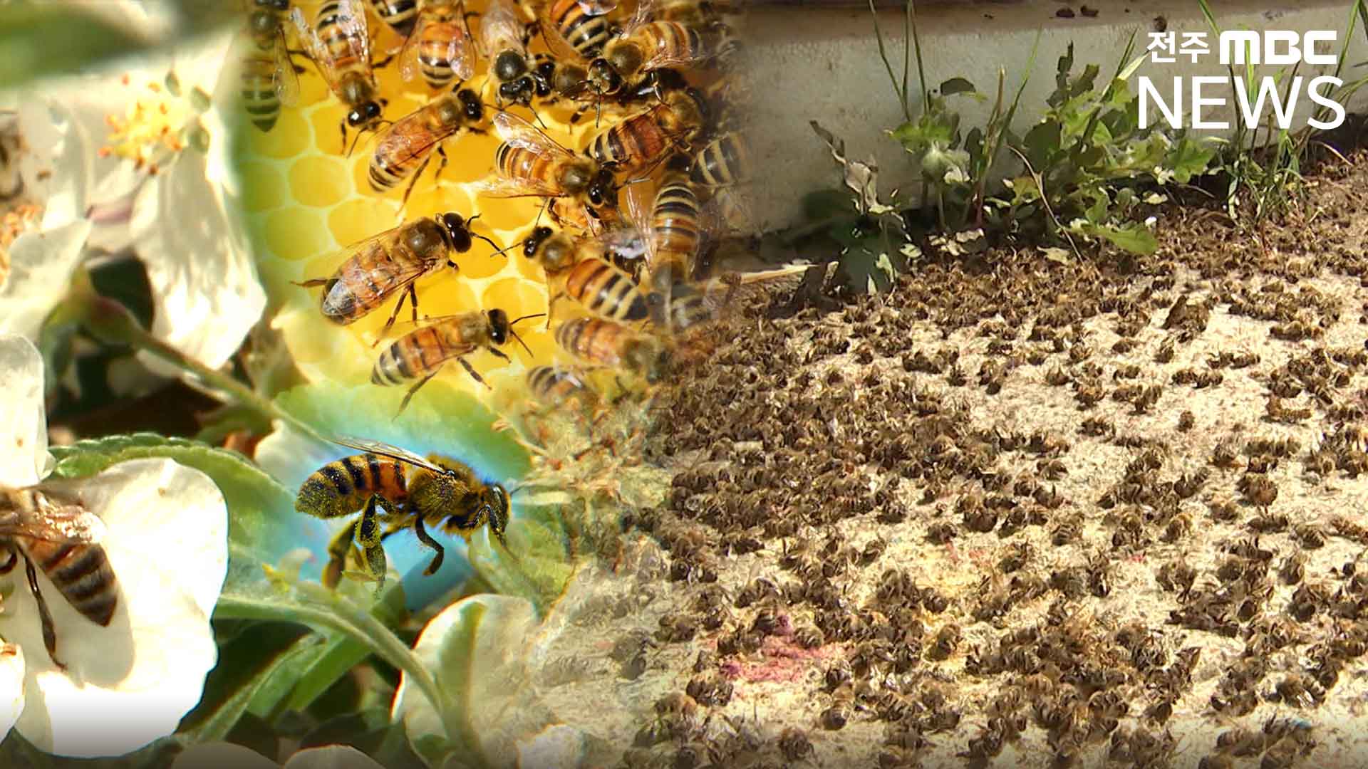 사라진 꿀벌, ‘기후 위기’ 때문만은 아냐