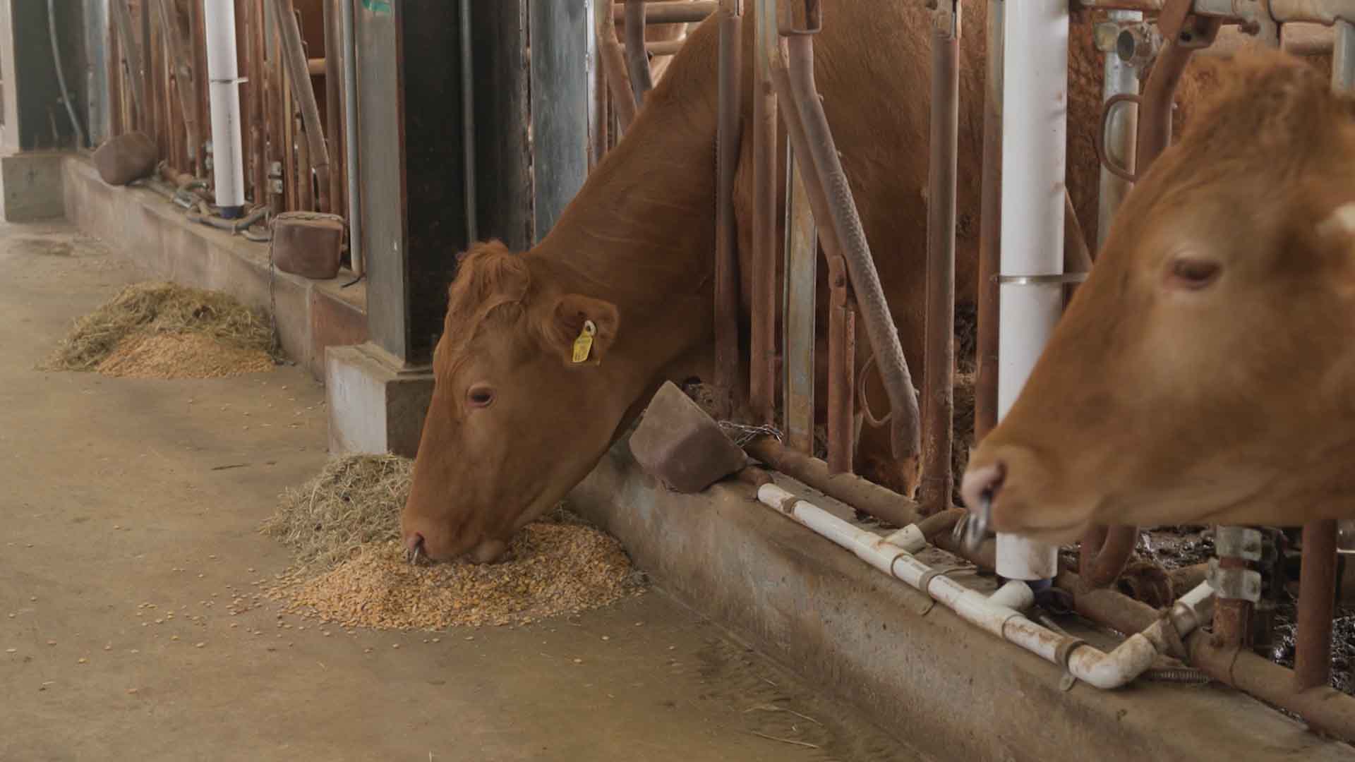 소 메탄가스 발생 18% 줄이는 사료 소재 개발