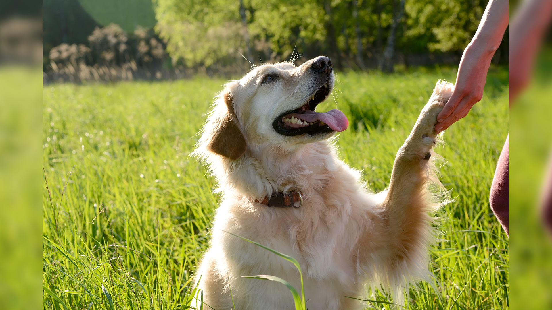 전북, 등록 반려견 1년 새 10% 넘게 증가
