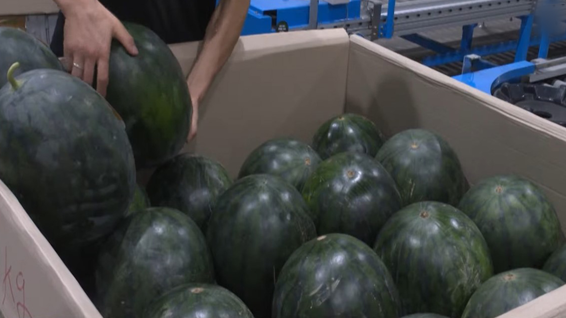 무주군, 흑미수박 육묘 지원..71농가 재배 [글로컬소식]