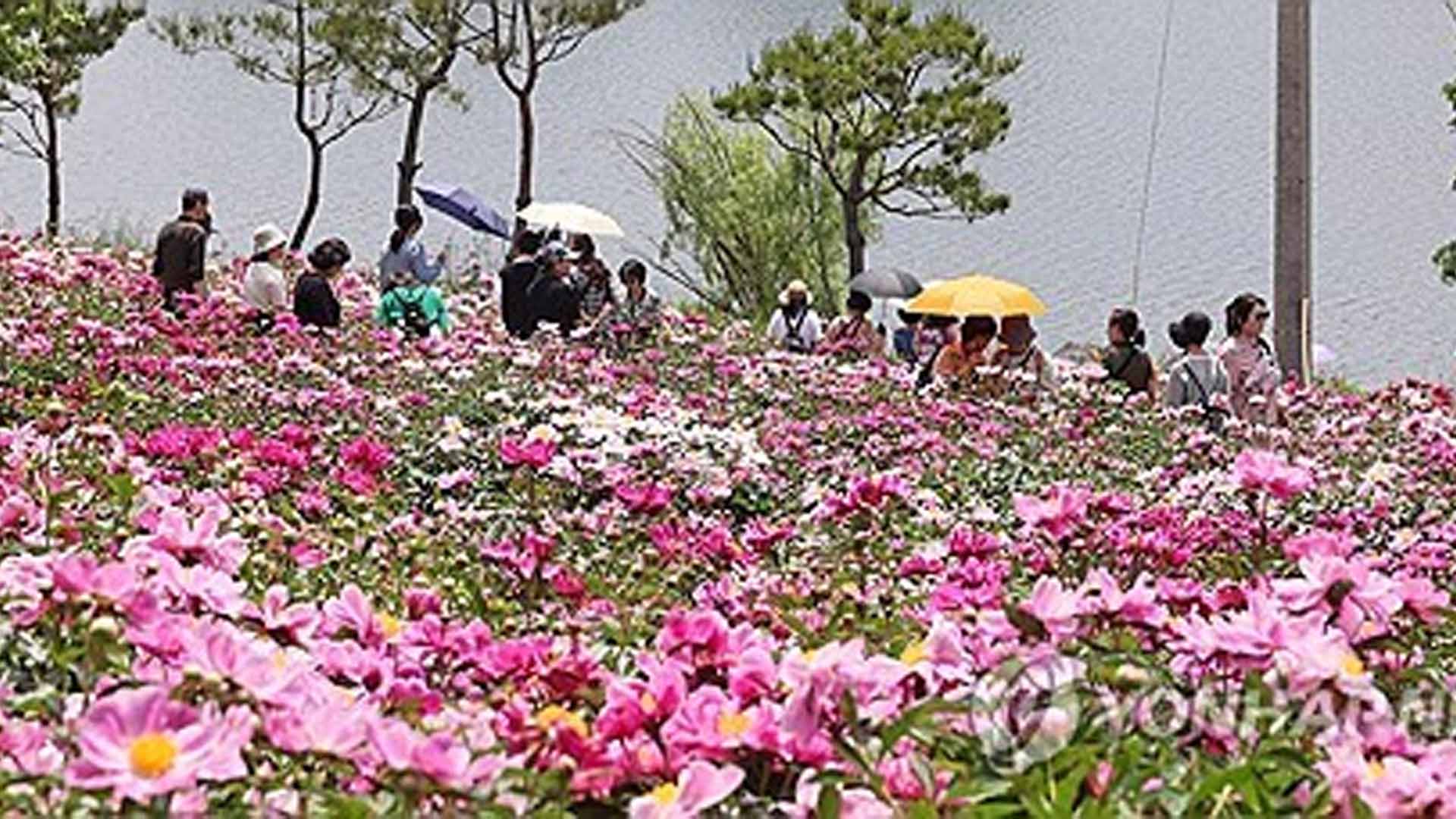 임실 옥정호 붕어섬 생태공원.운암면 일대 작약·꽃양귀비 '만개'