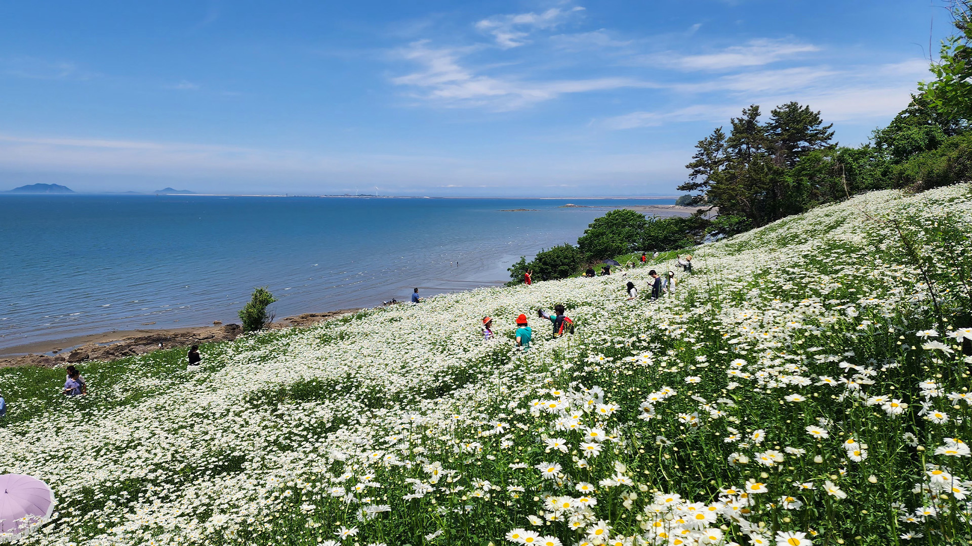 부안 변산마실길 샤스타데이지 꽃 만개