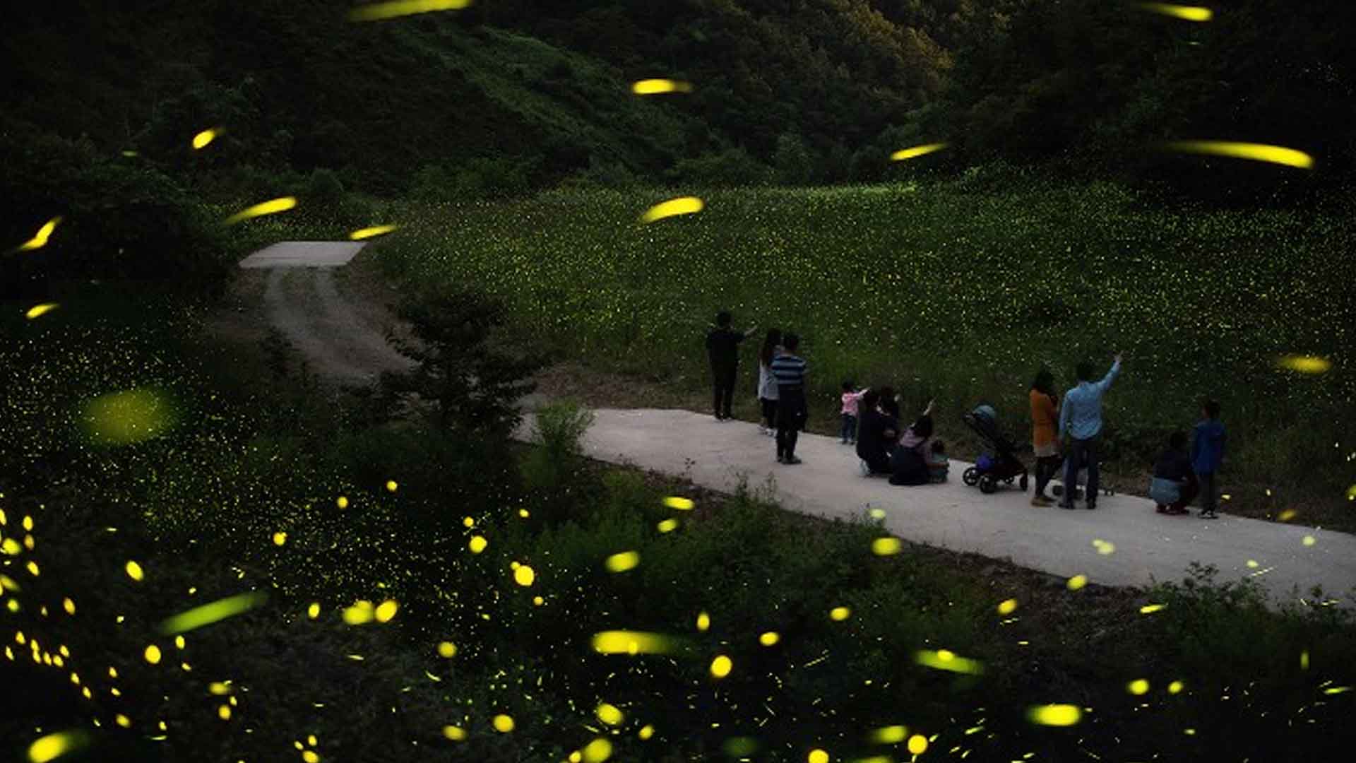 무주군, 6월 6일~8일 '운문산 반딧불이 신비탐사' 진행