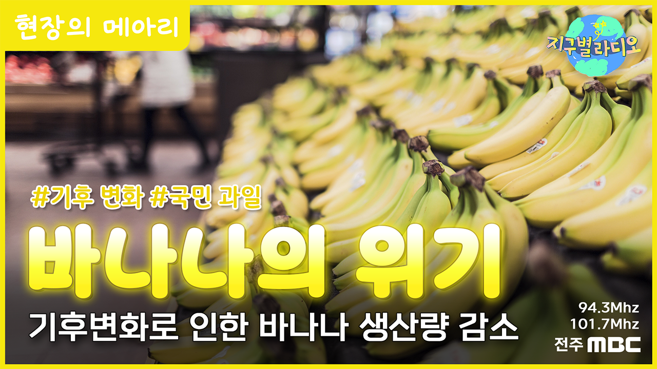 과거 맛 좋았던 바나나는 이미 멸종? 두 번째 멸종 ‘경고’
