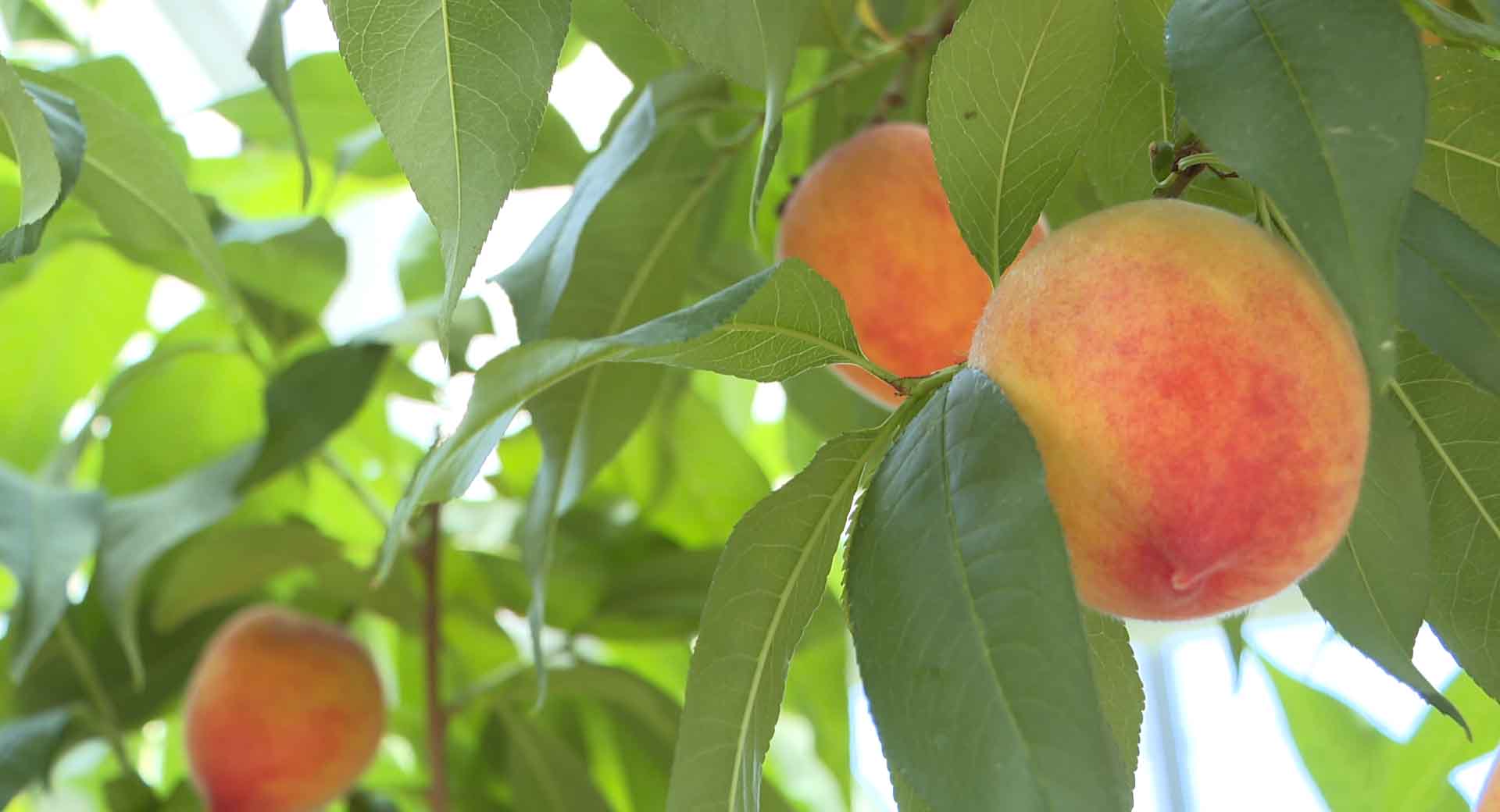 남원 시설복숭아 출하..노지보다 40일 빨라 [글로컬소식]