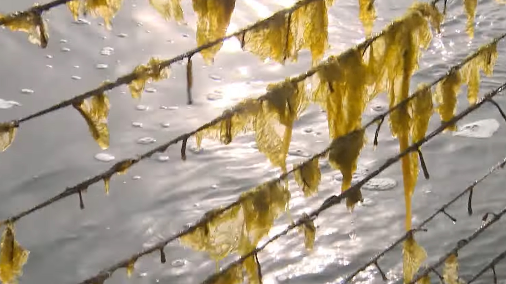 전북도, 김 육상양식 연구개발 공모 선정..350억 원 확보