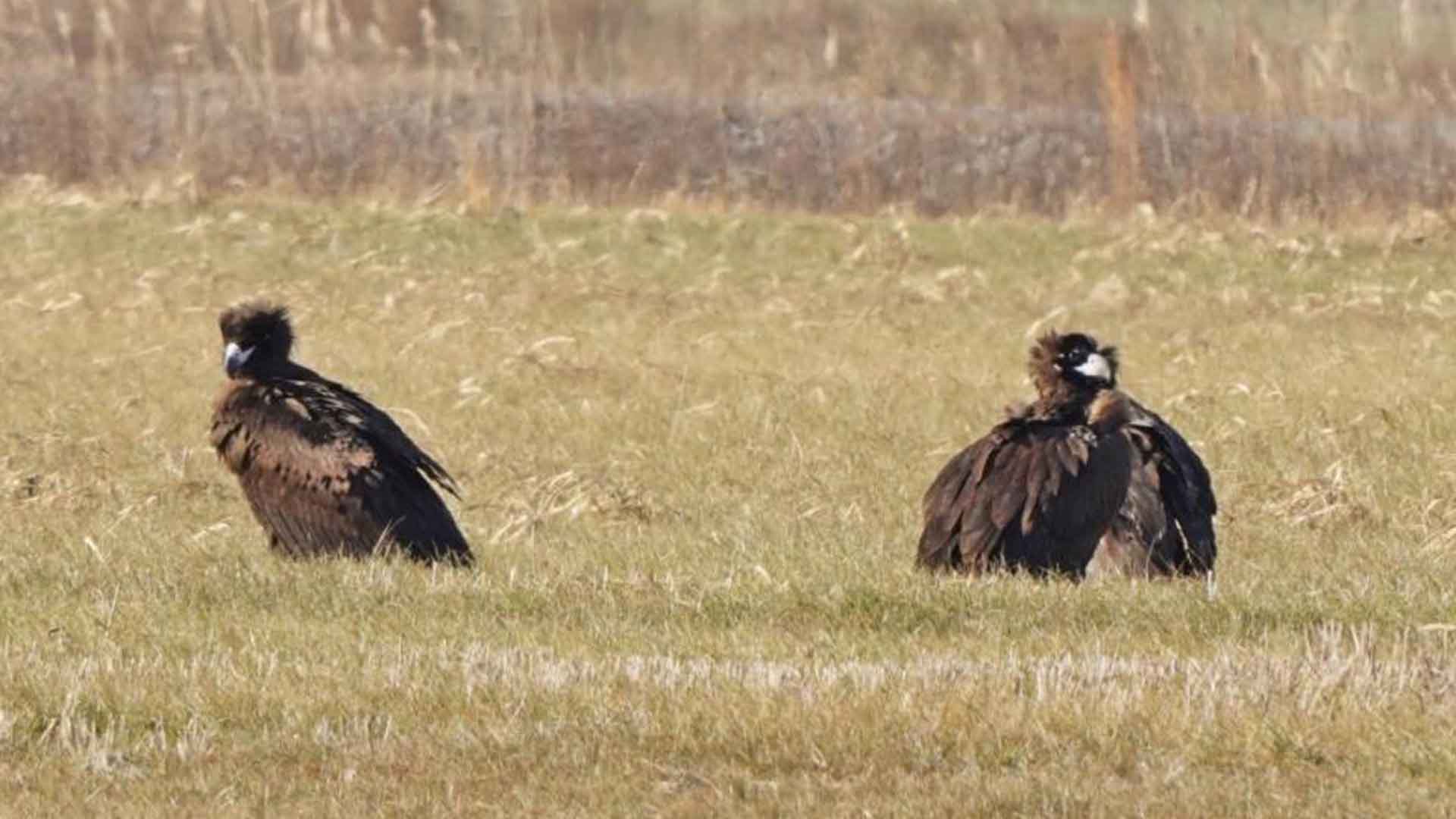 새만금 환경단지에서 삵, 독수리 발견.. 관리 3년새 12만 명 방문