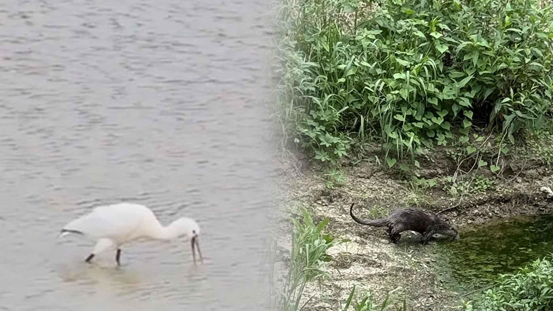'수달부터 남생이까지'.. 덕진공원에 멸종위기종 서식