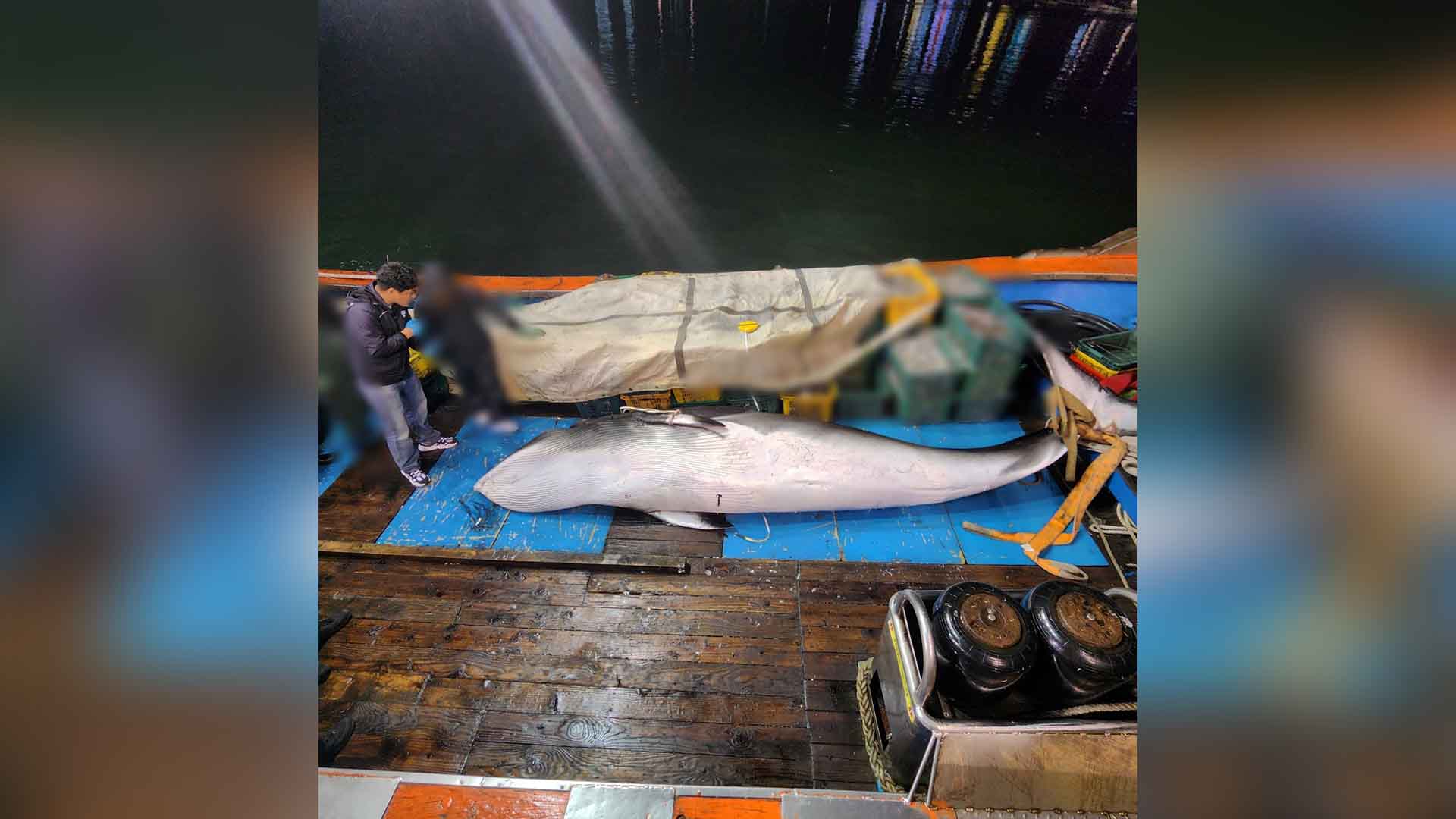 군산서 그물 걸린 밍크고래 발견..