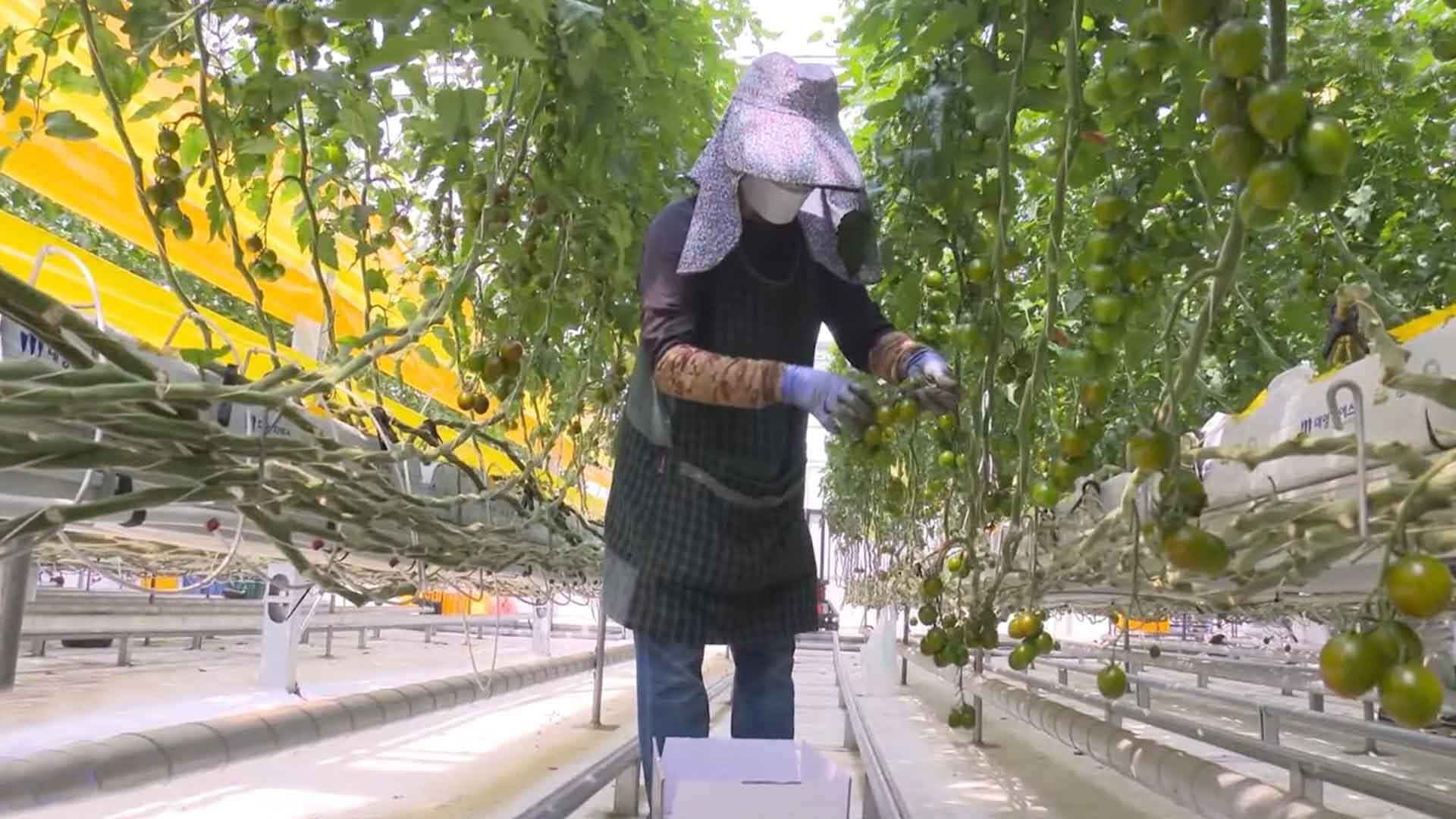 무주군, 스마트농업 테스트베드 활용해 대추방울토마토 실증 재배 [글로컬 소식]