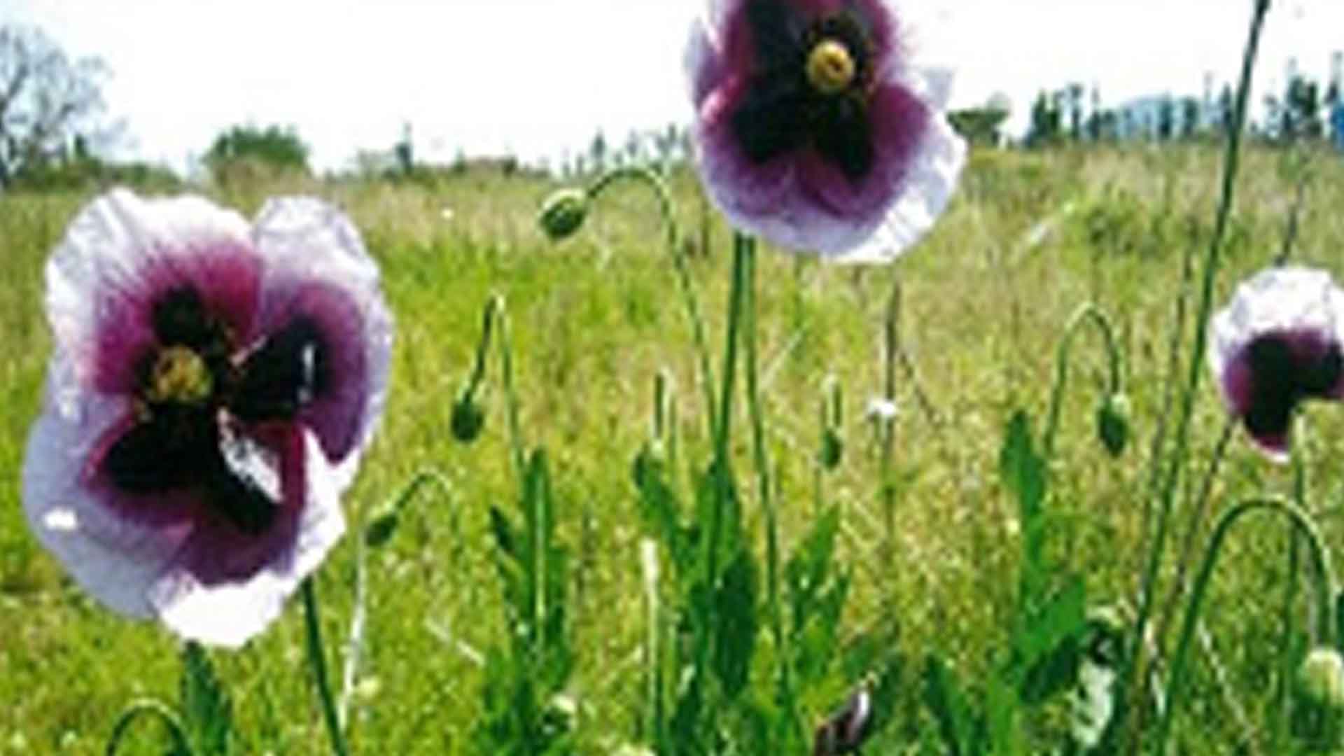 면사무소 화단에서 양귀비 1,700주 발견.. 관상용 오인 추정