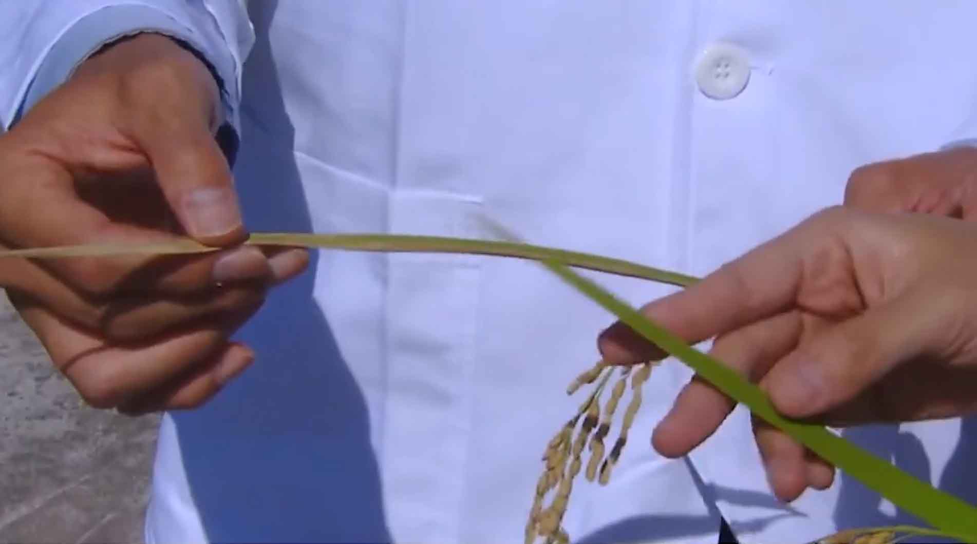 벼 흰잎마름병·키다리병 저항 유전자 발견