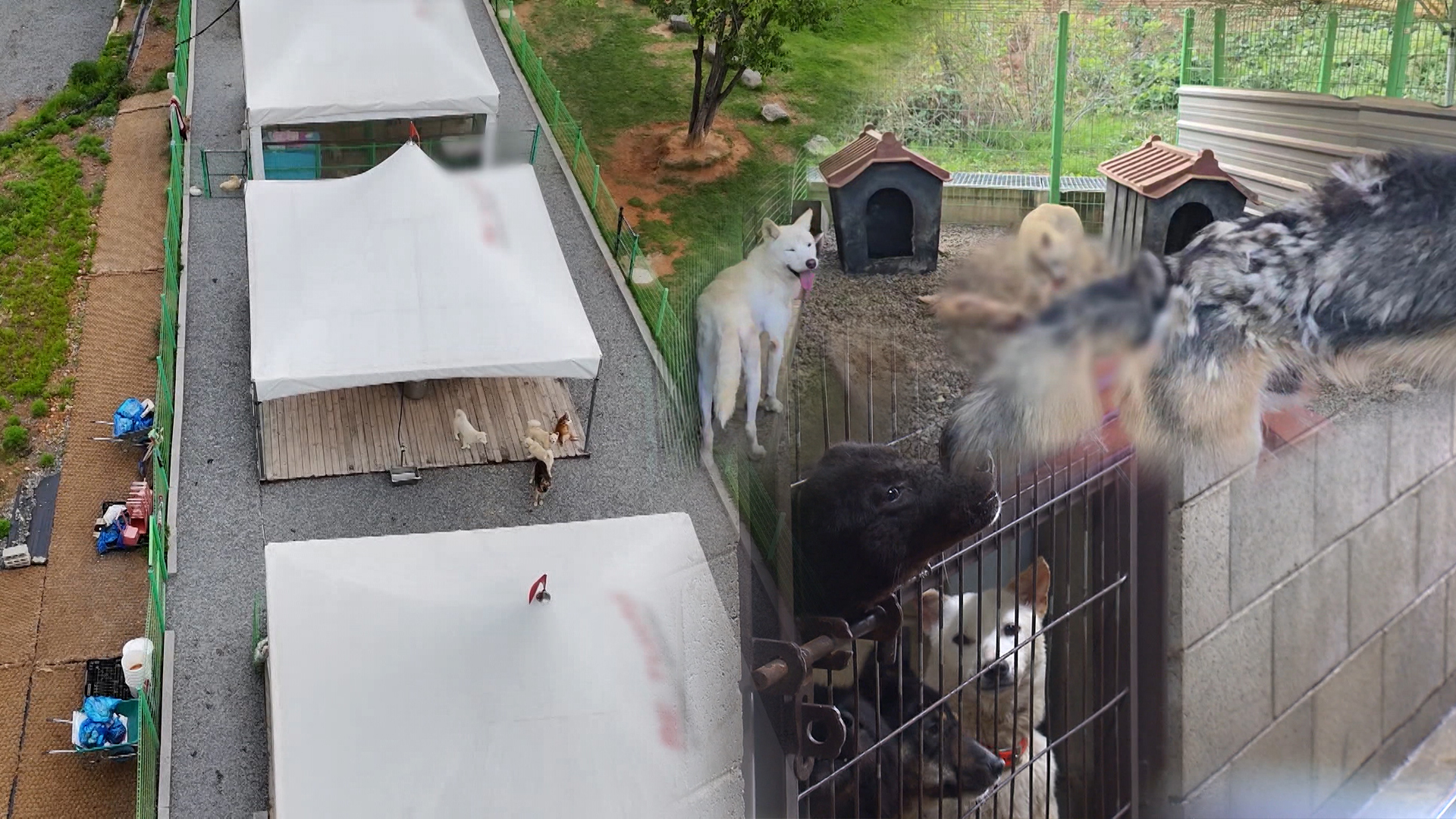 유기 동물 5백 마리에 관리자는 고작 2명.. 보호소에서 물려 죽어